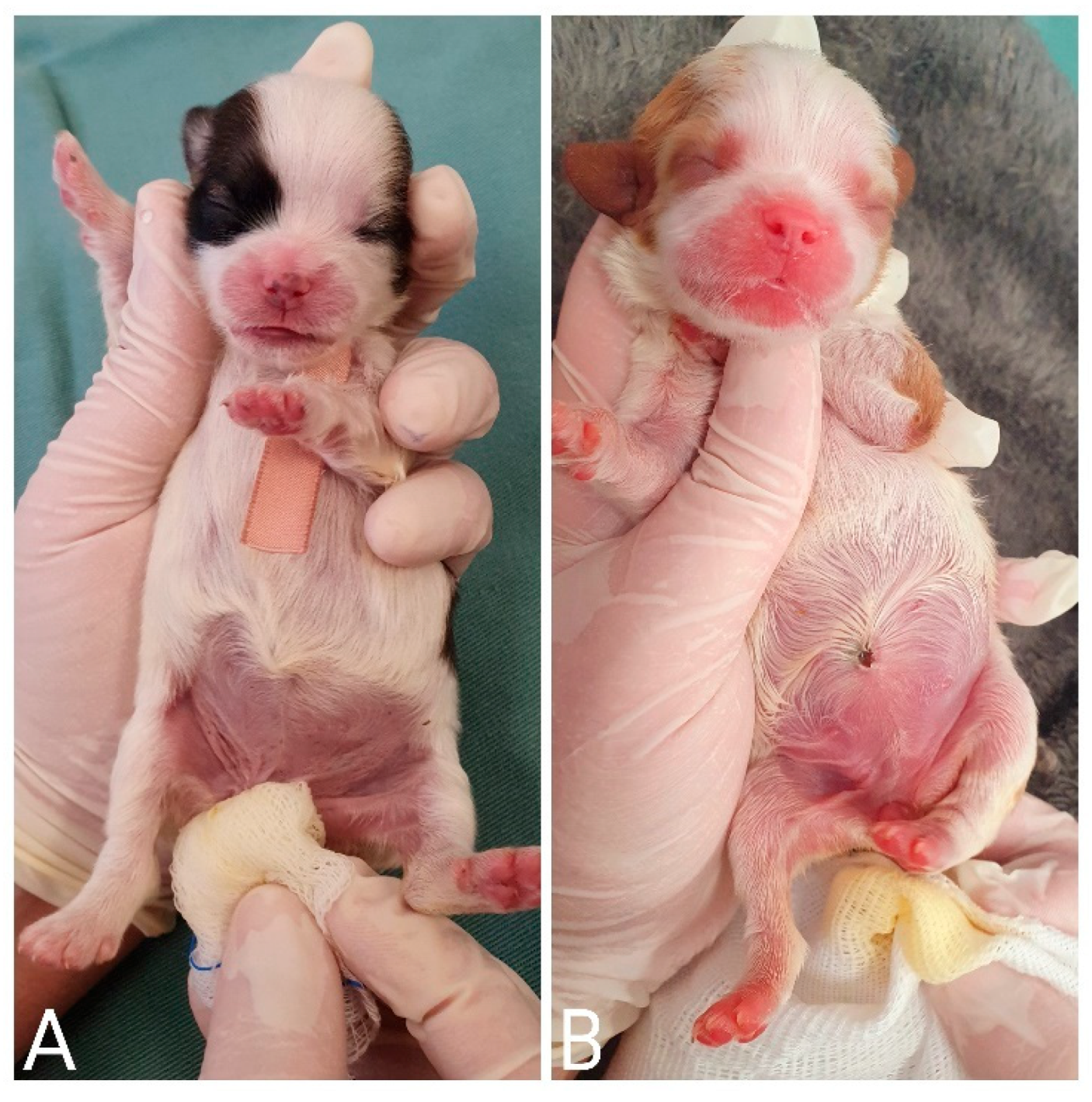 Animals 14 03417 g009