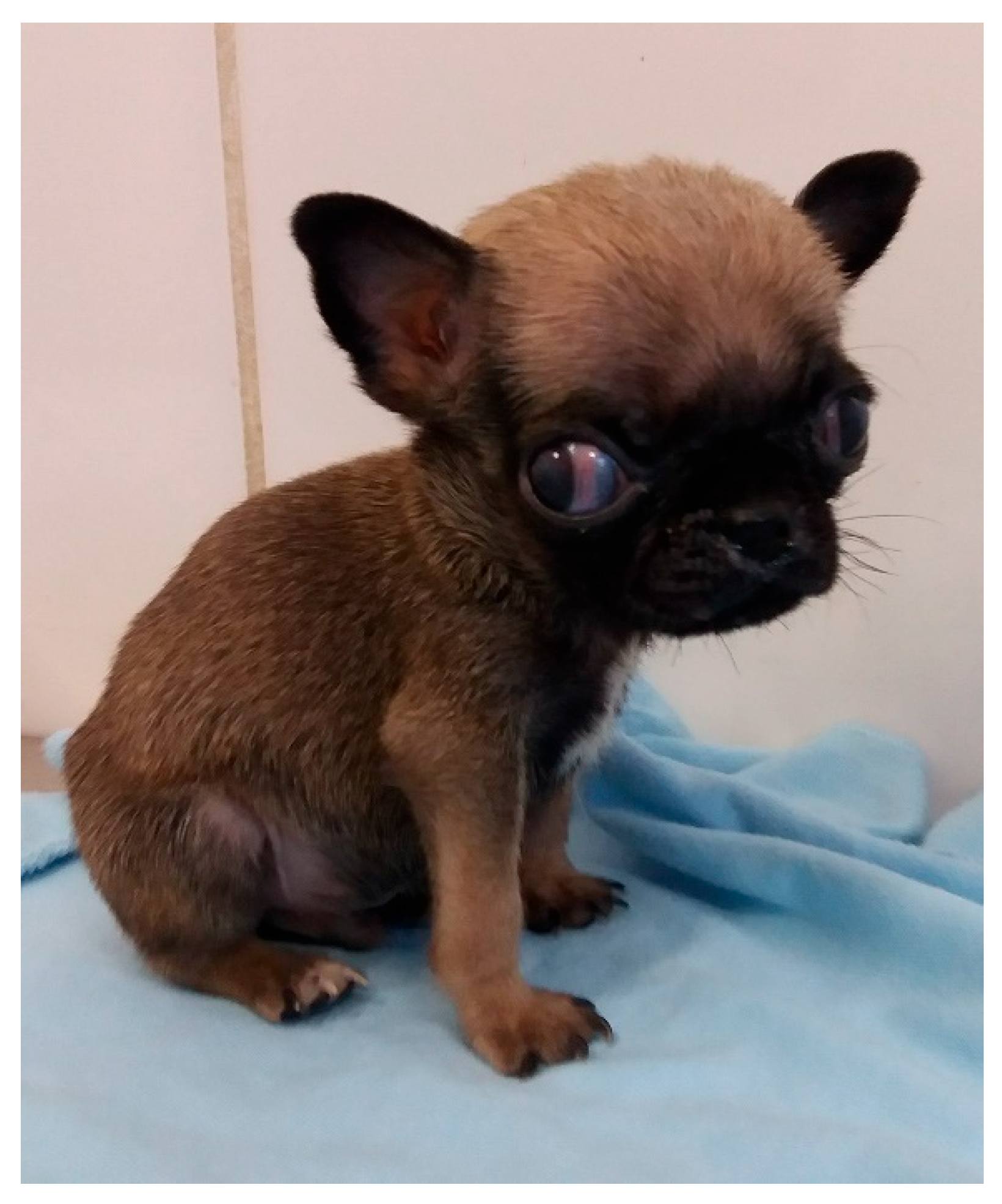 Animals 14 03417 g011