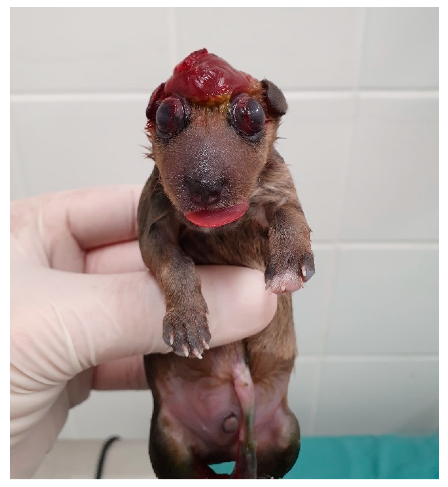 Animals 14 03417 g012