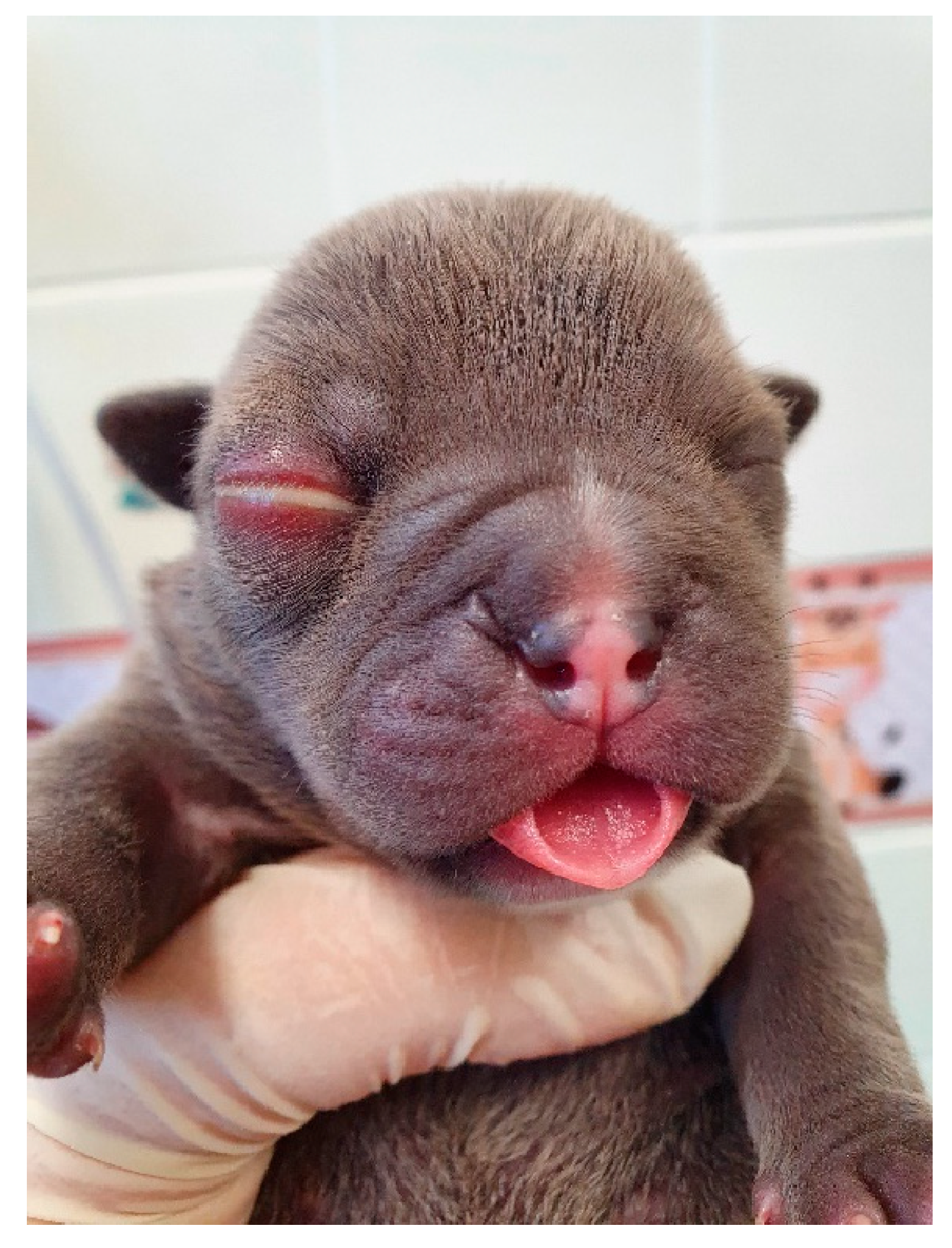 Animals 14 03417 g014