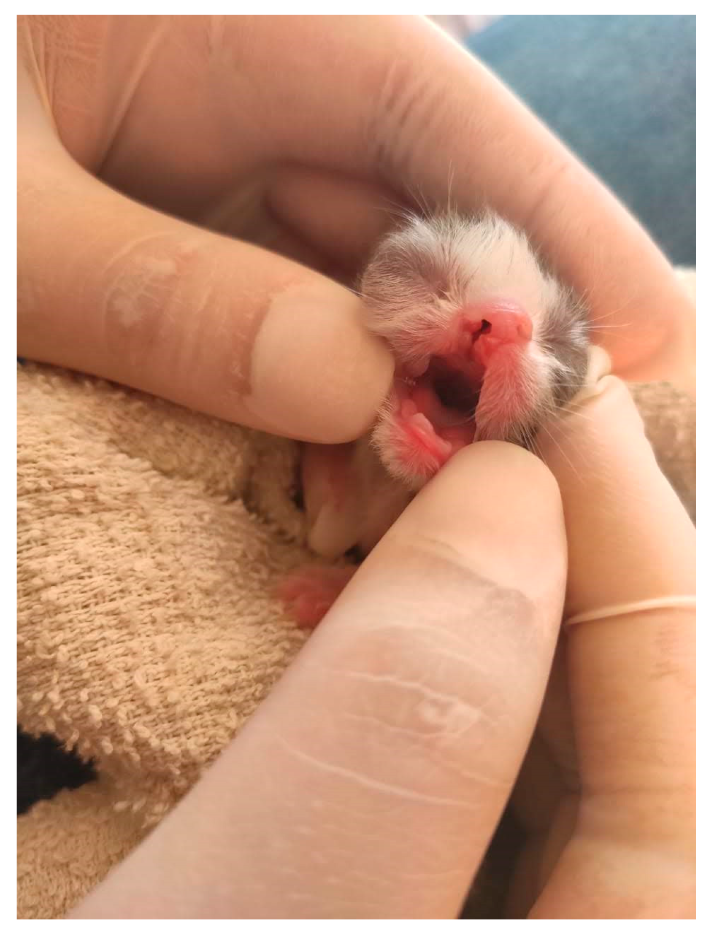 Animals 14 03417 g015