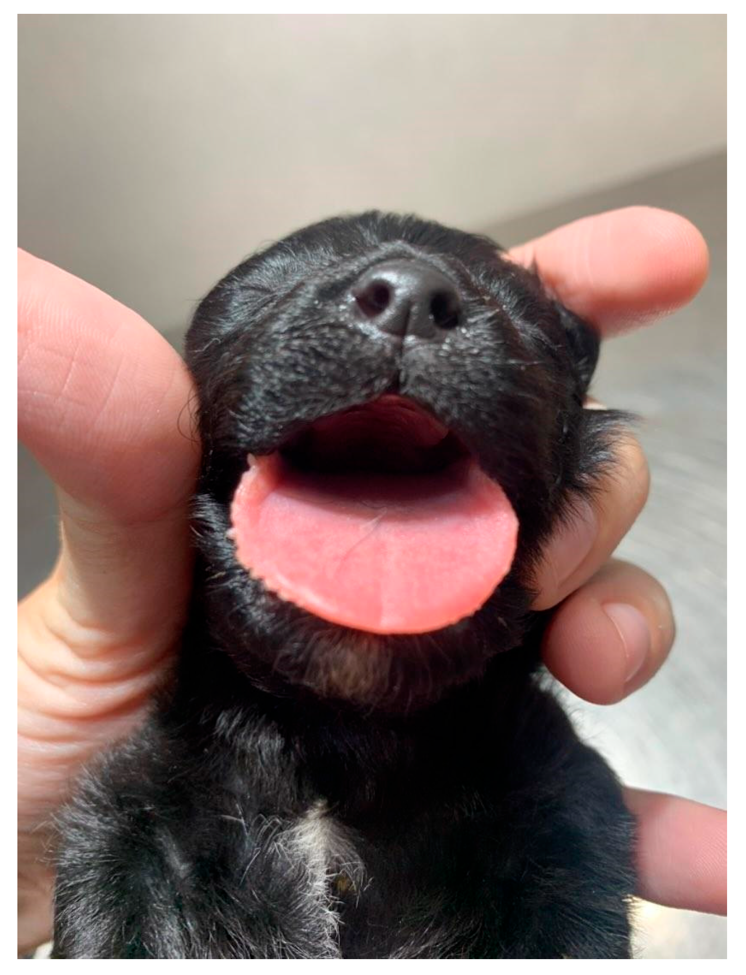 Animals 14 03417 g016