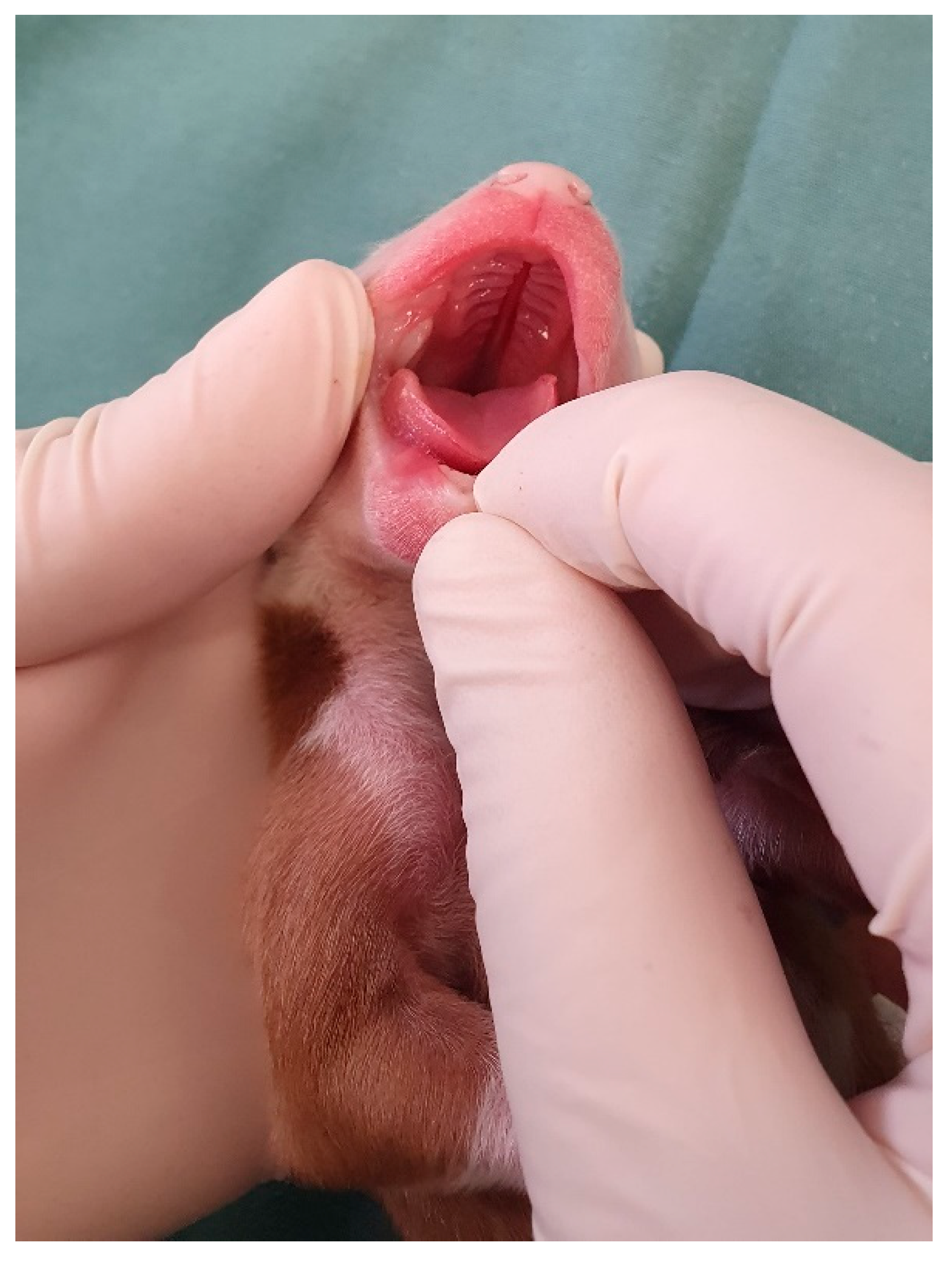 Animals 14 03417 g017