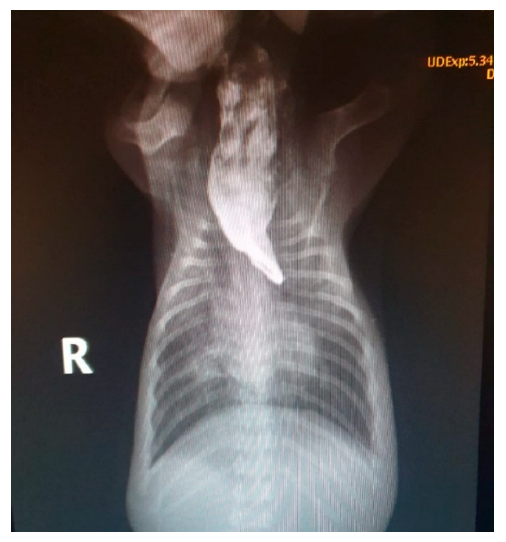 Animals 14 03417 g019