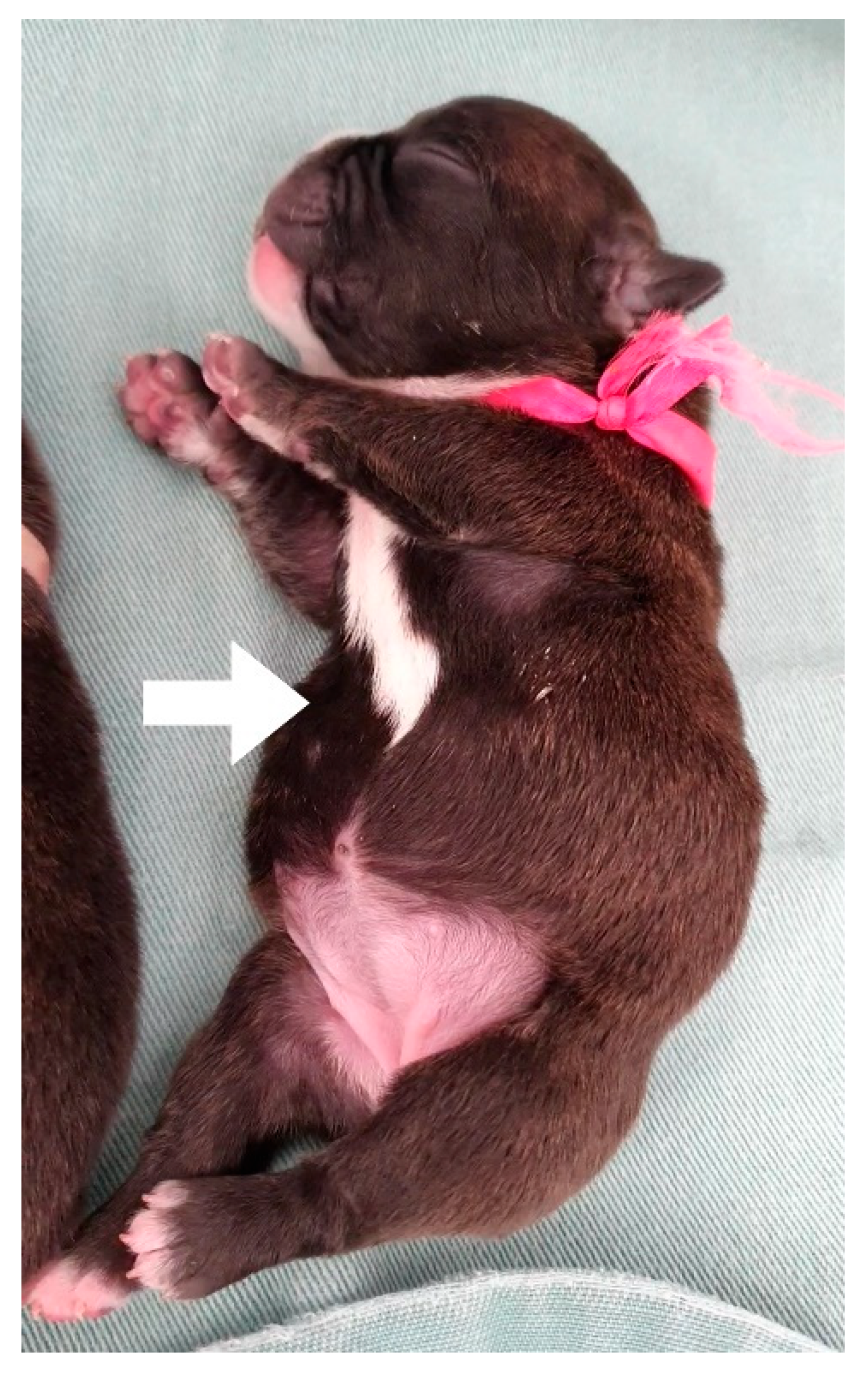 Animals 14 03417 g020