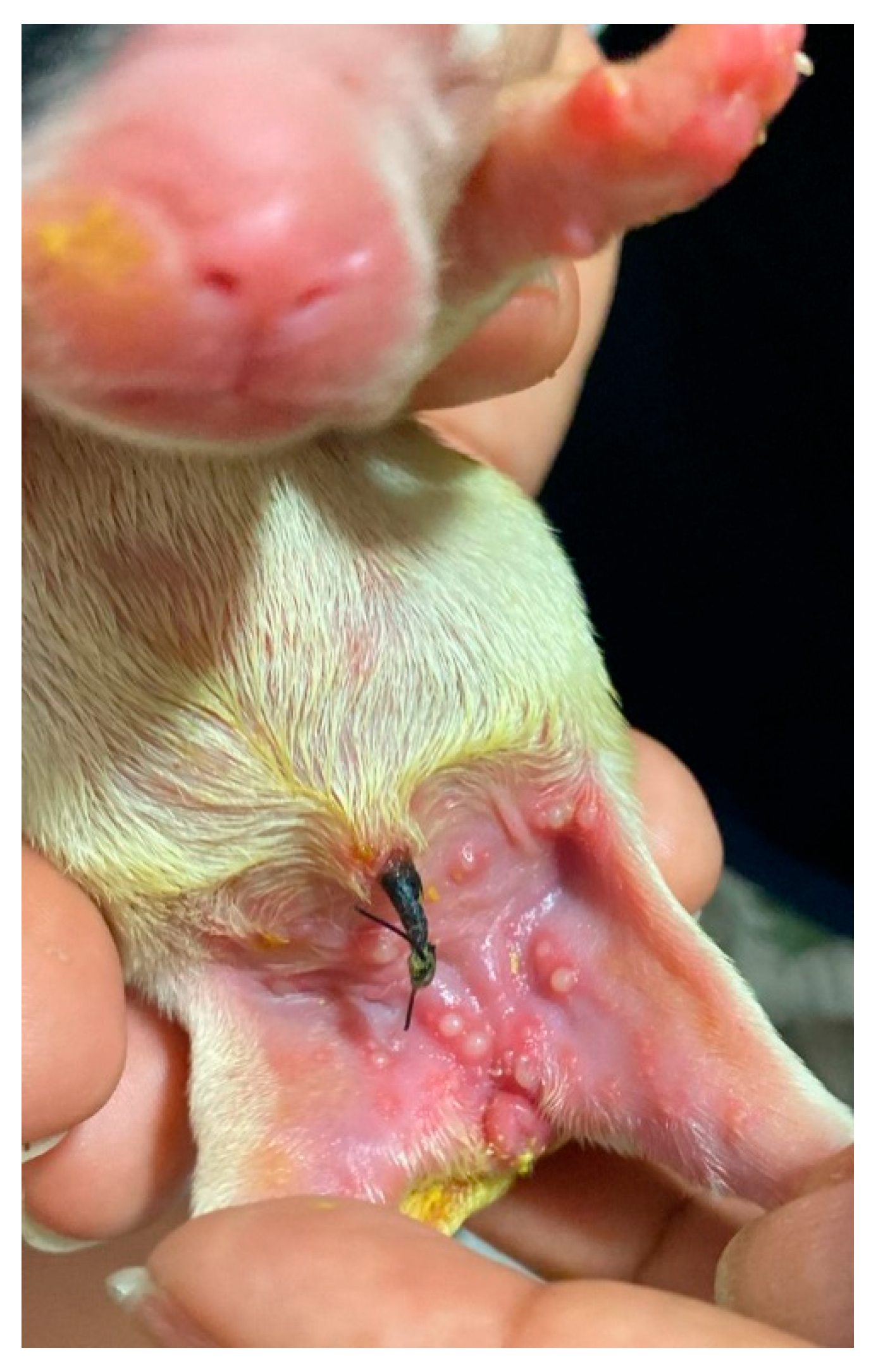 Animals 14 03417 g023