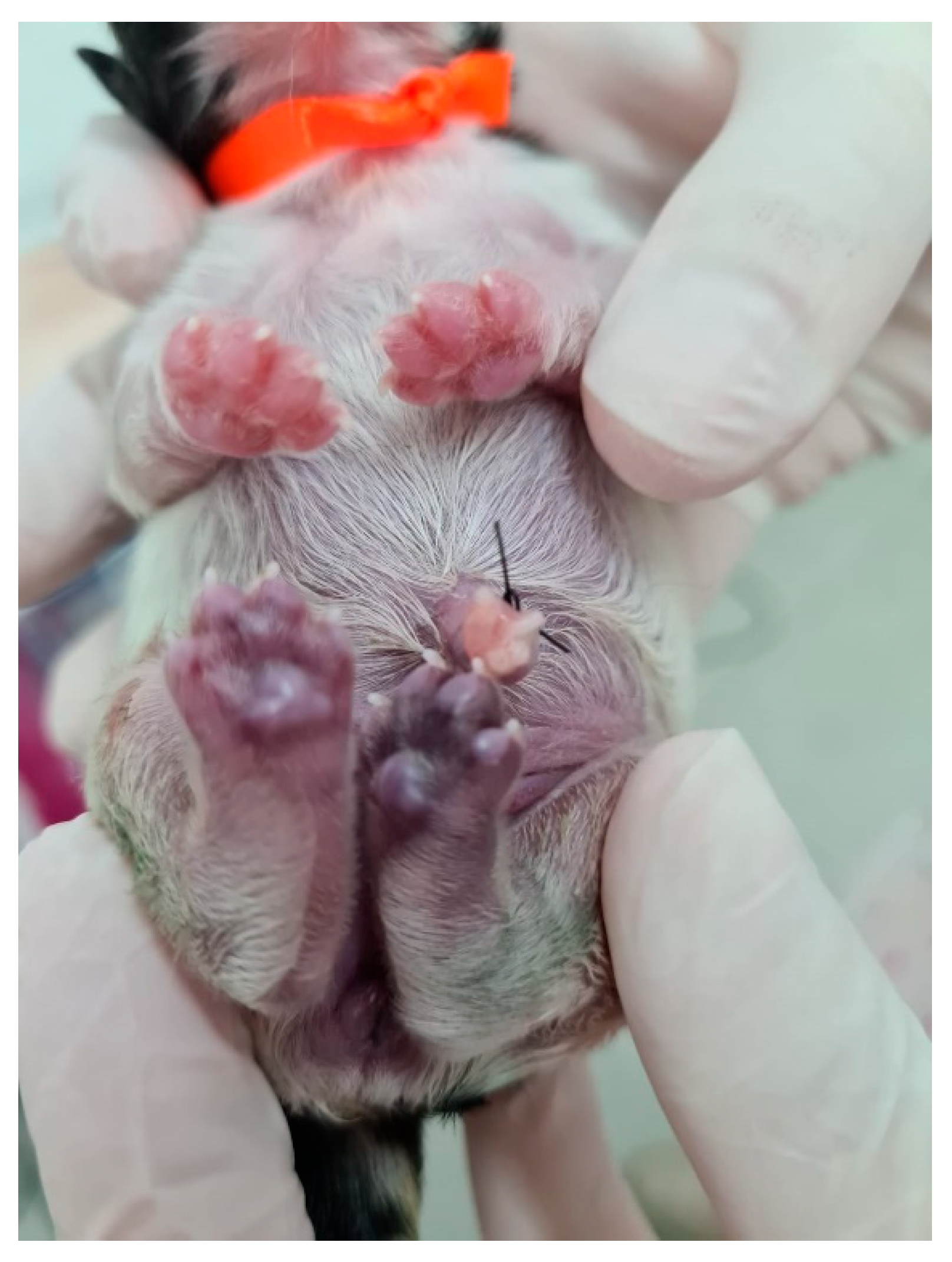 Animals 14 03417 g027