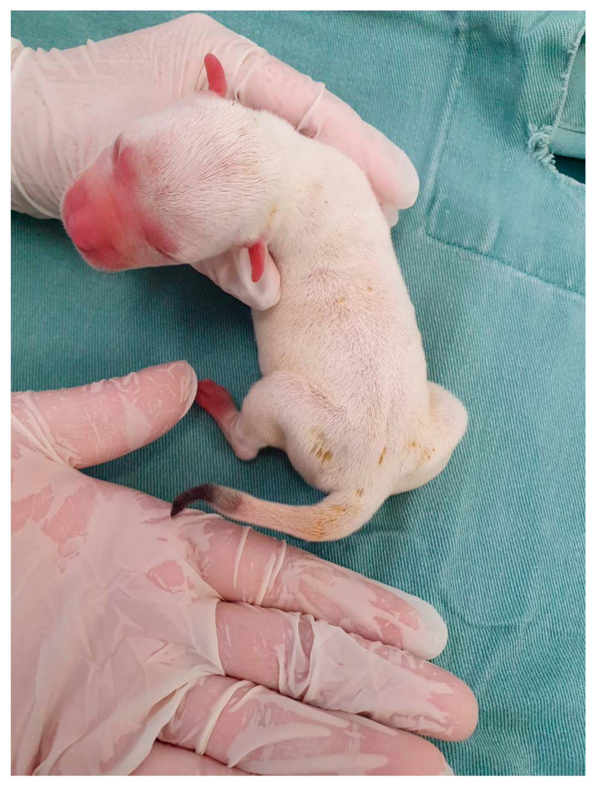 Animals 14 03417 g028