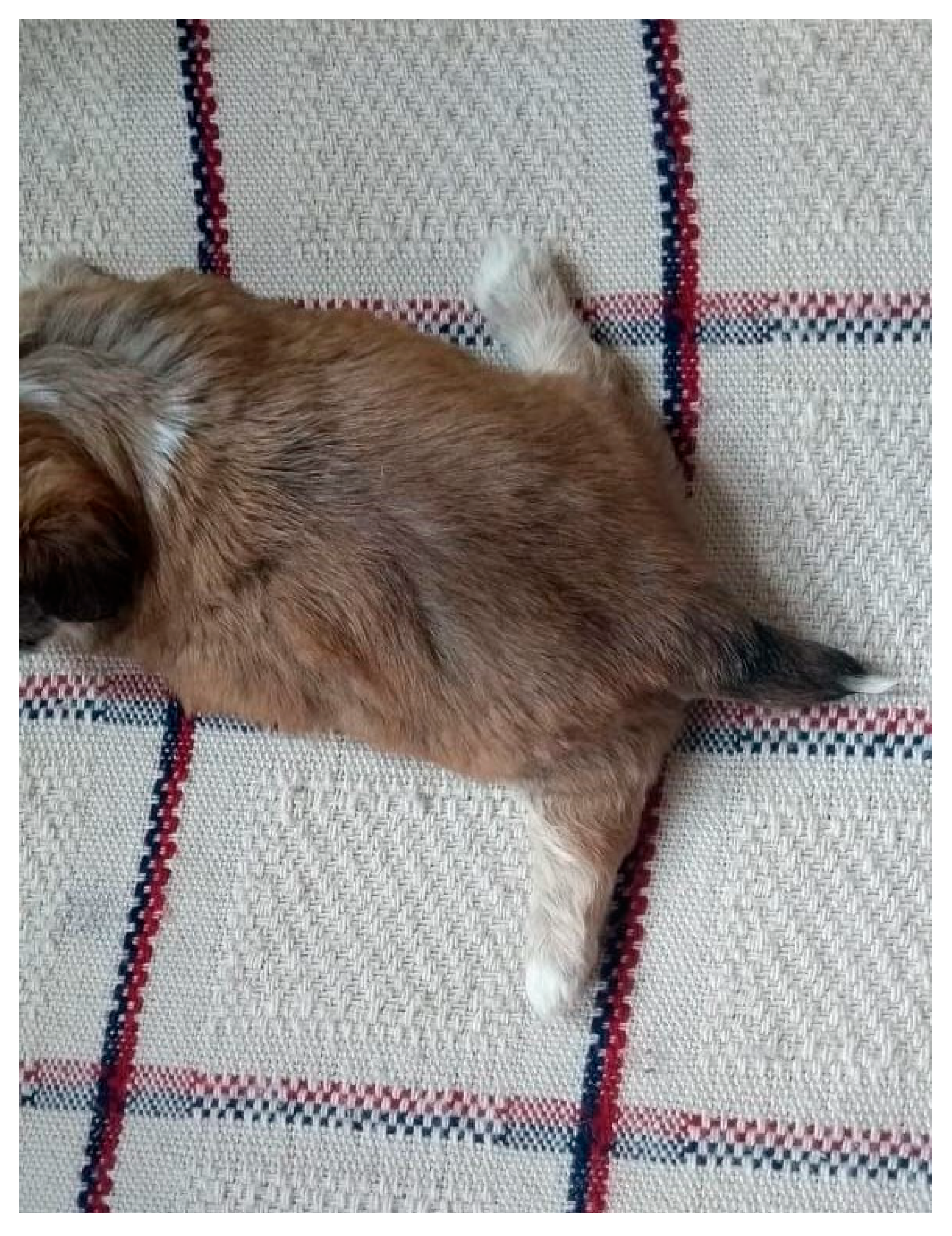 Animals 14 03417 g029