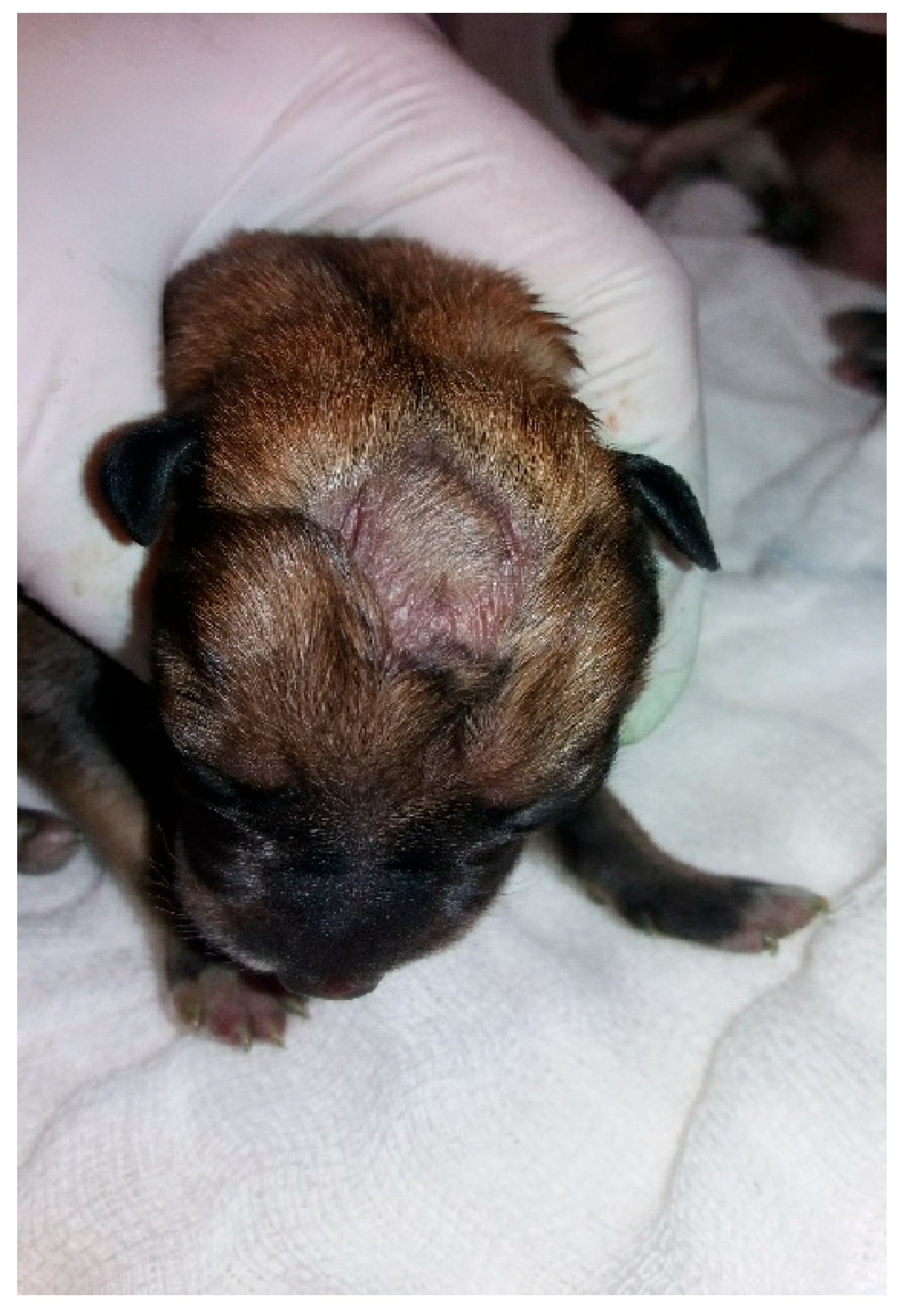 Animals 14 03417 g030