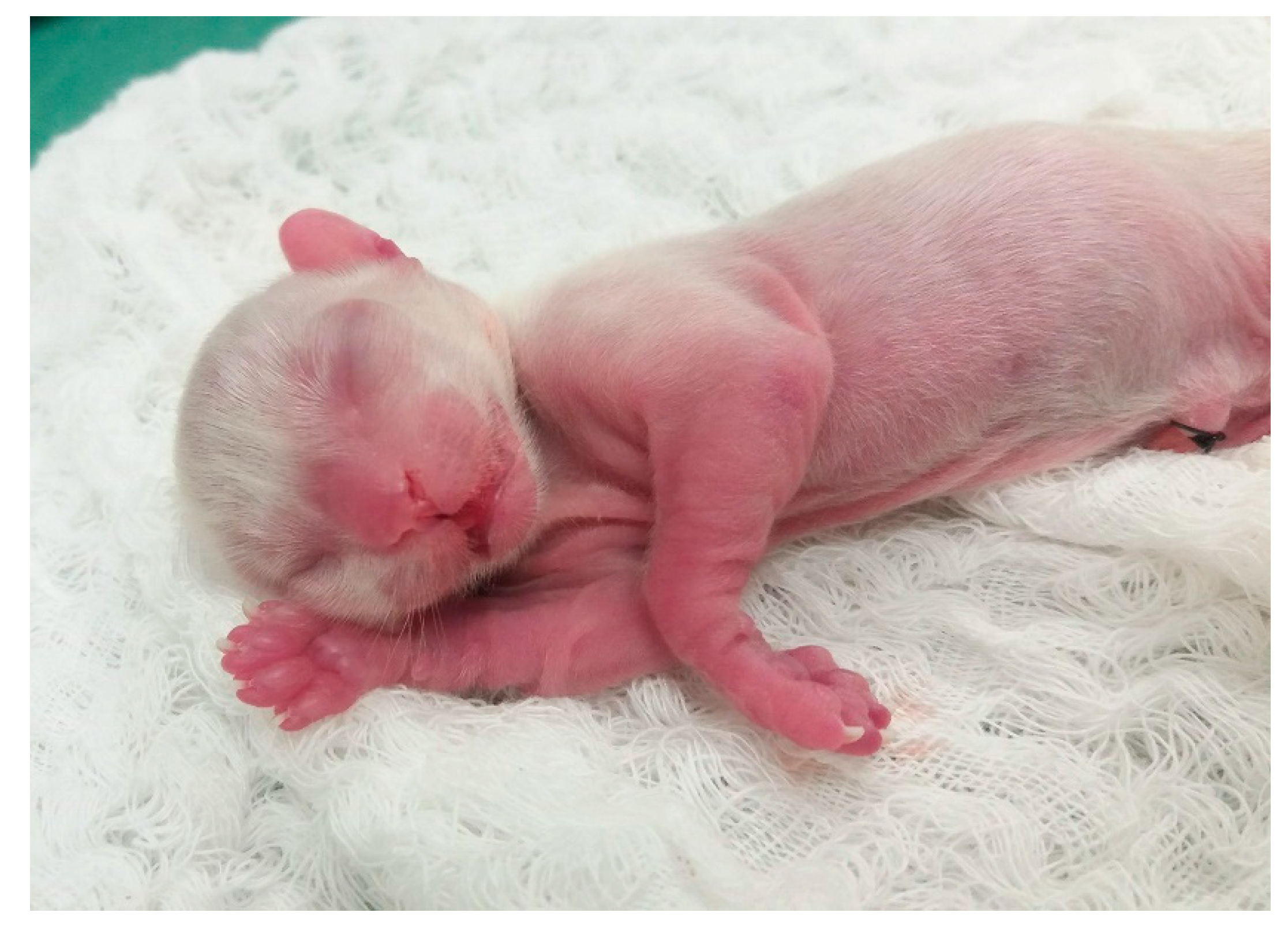 Animals 14 03417 g031