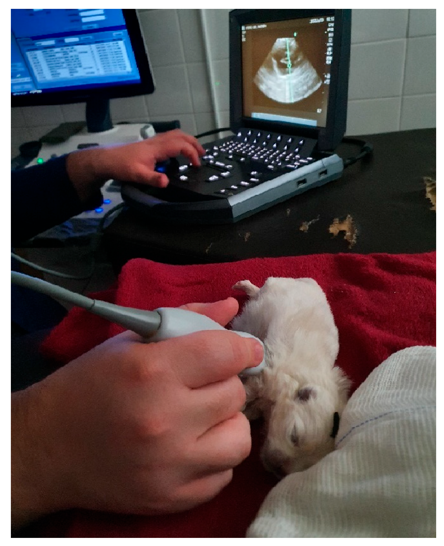 Animals 14 03417 g036