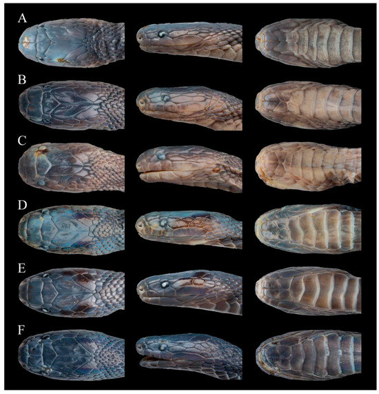 Animals 14 03425 g015