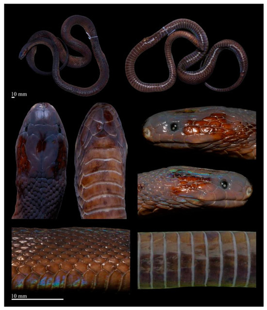 Animals 14 03425 g016