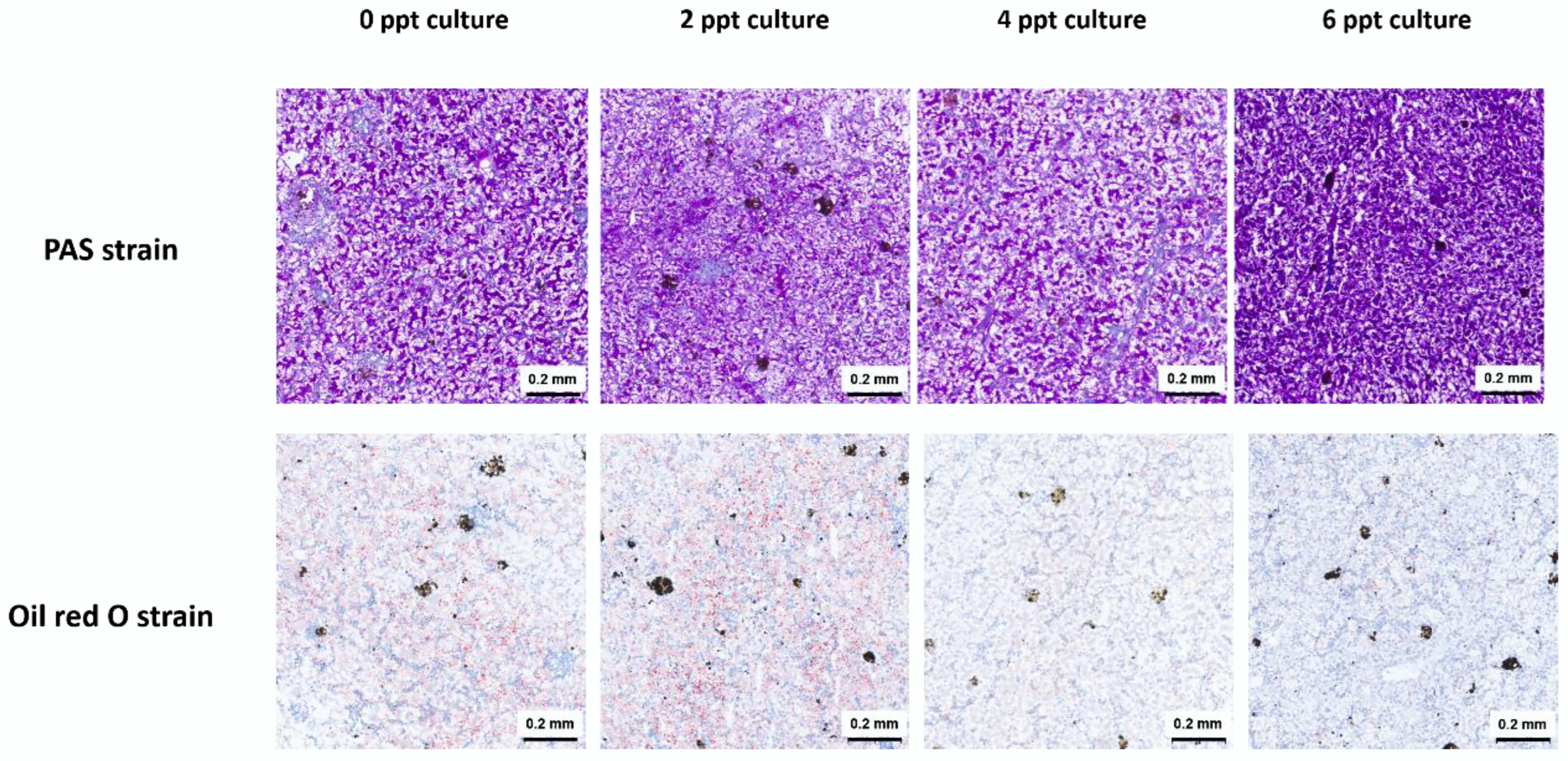 Animals 14 03454 g002