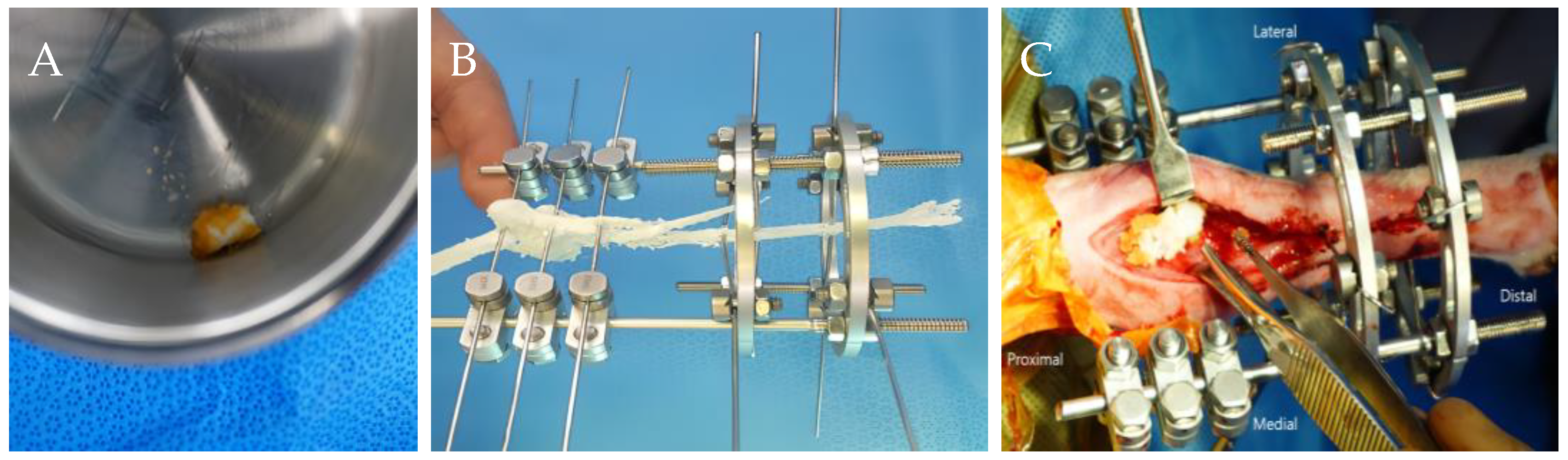 Animals 14 03480 g002