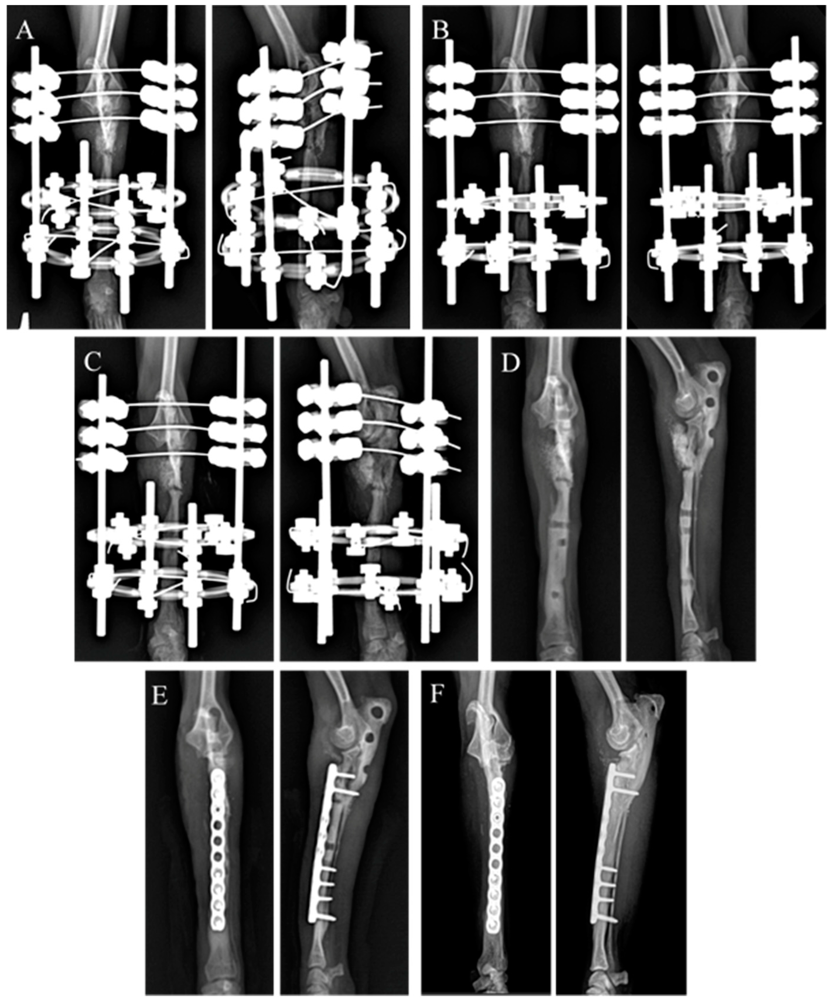Animals 14 03480 g005