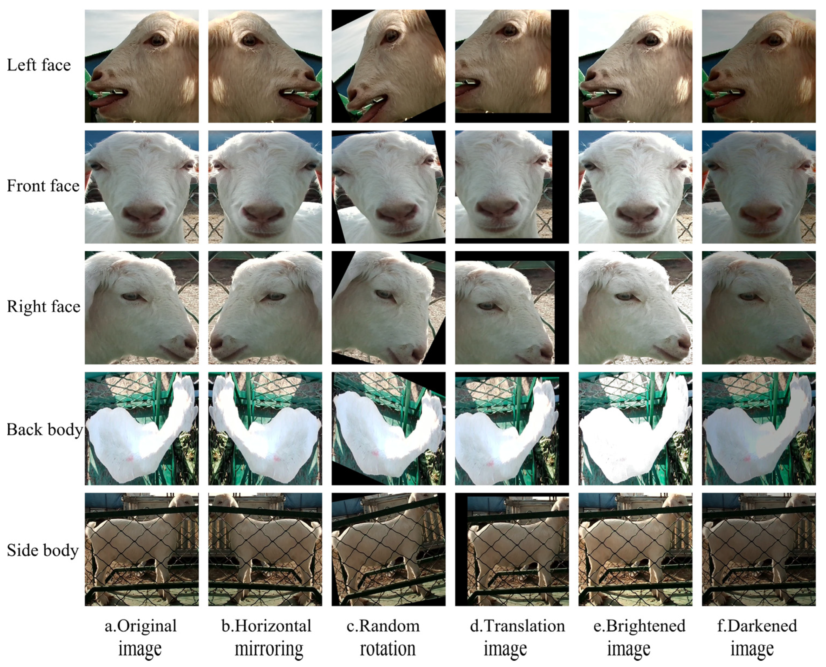 Research on a High-Efficiency Goat Individual Recognition Method Based ...