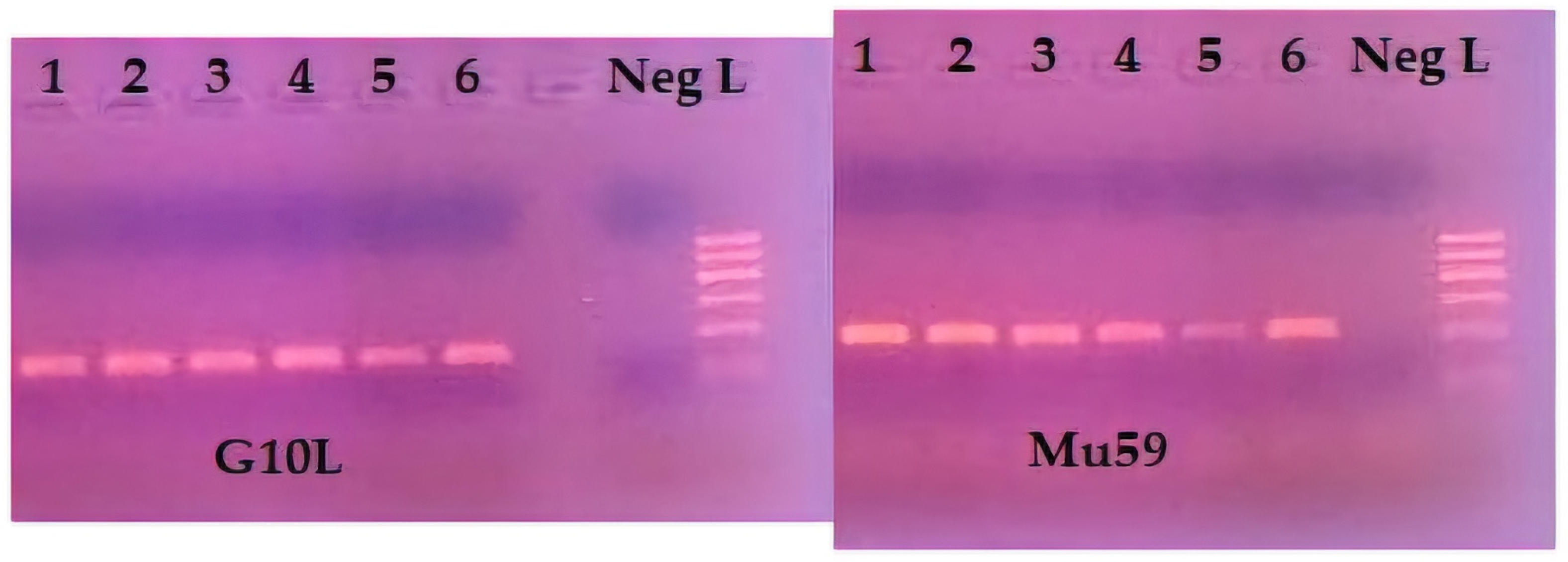 Animals 14 03530 g002