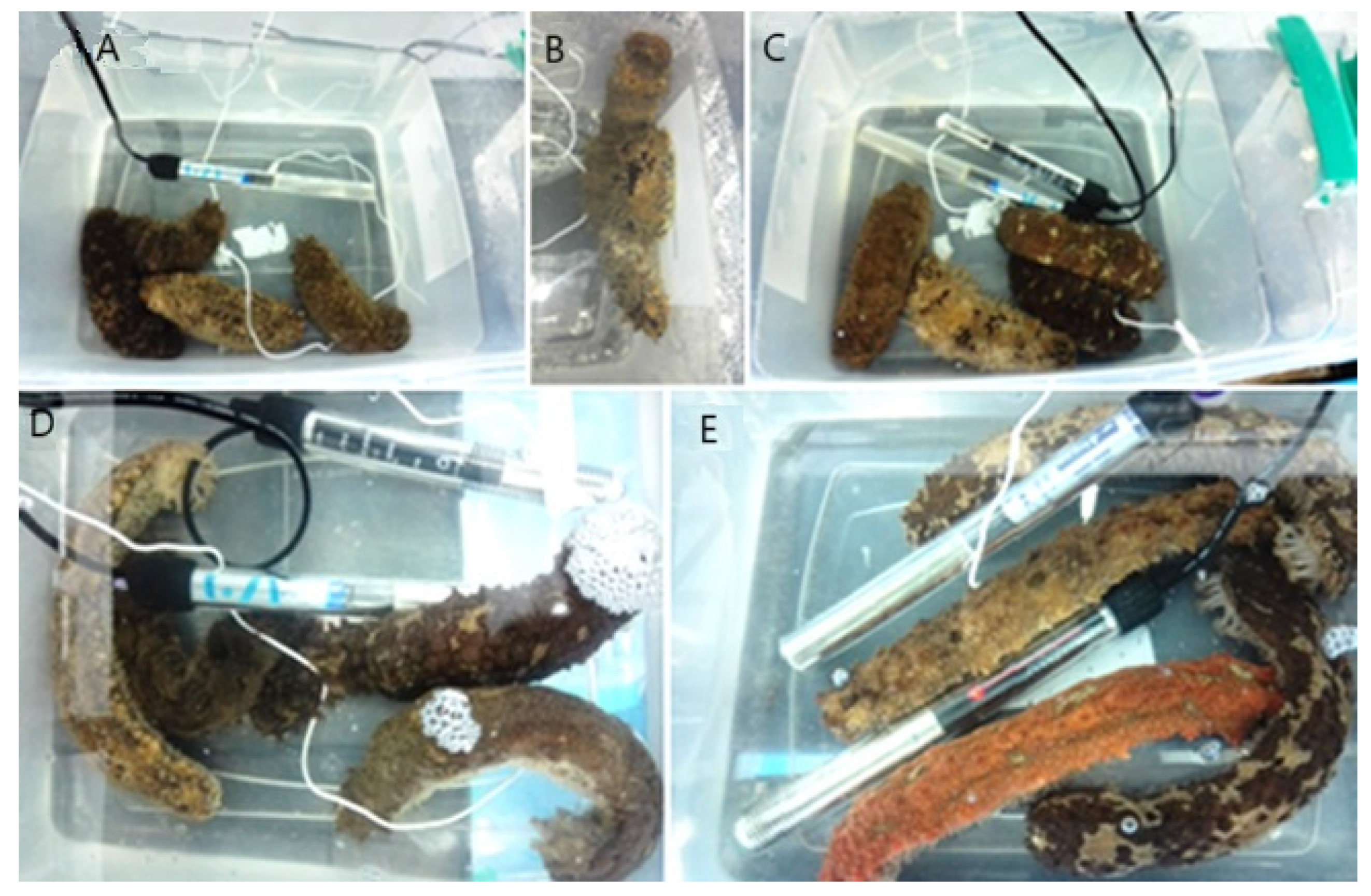 Animals 14 03613 g005