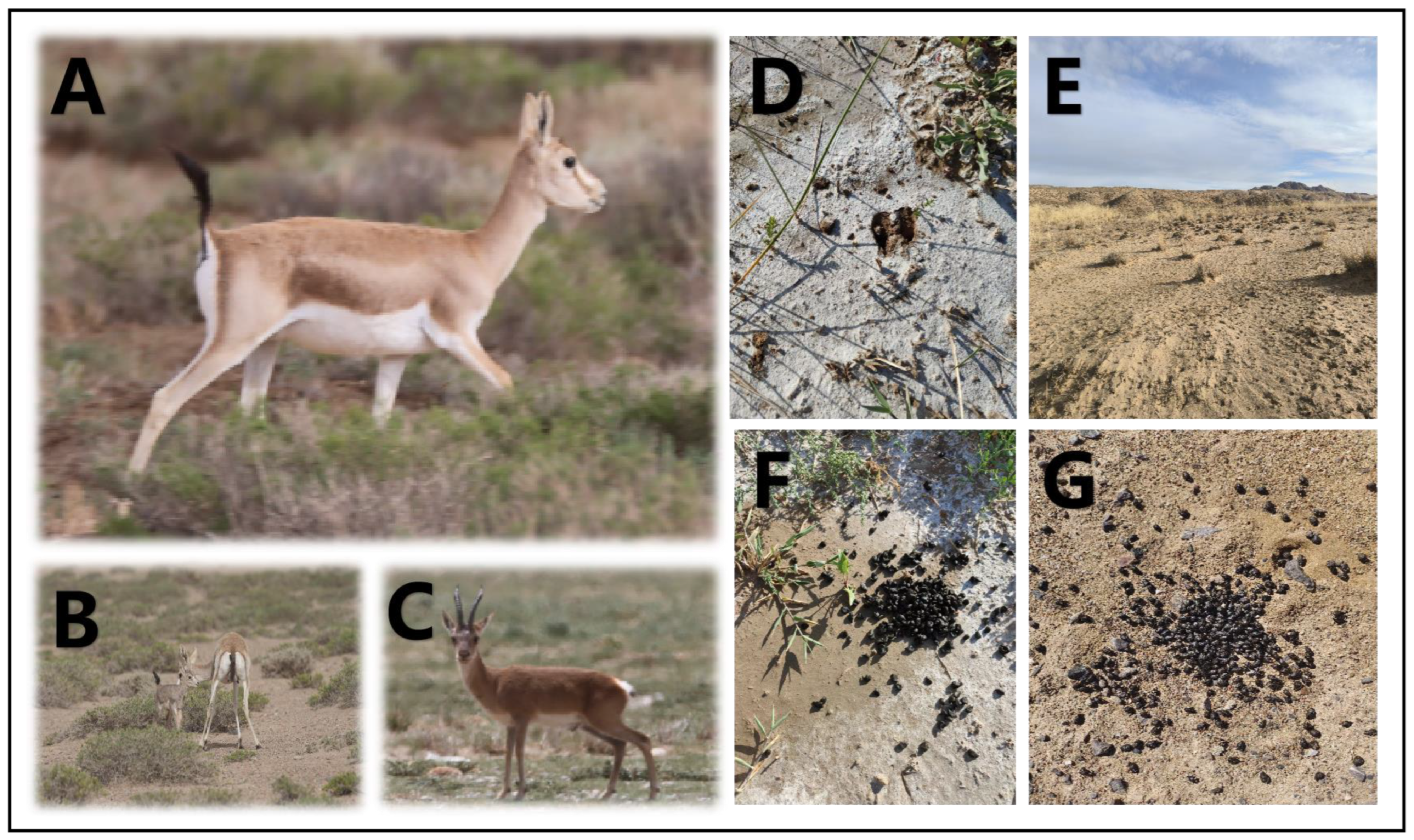 Animals 14 03621 g001