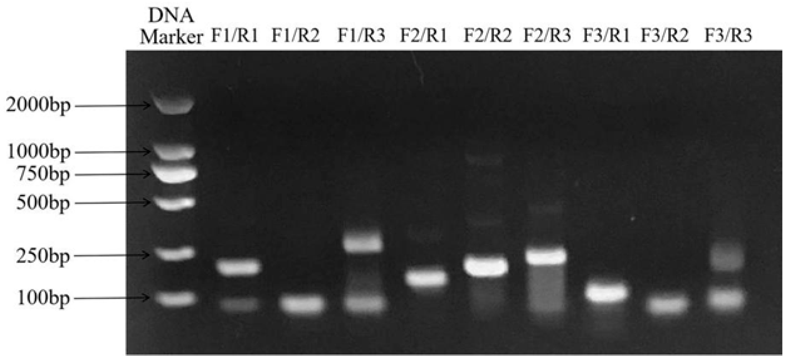 Animals 14 03663 g003