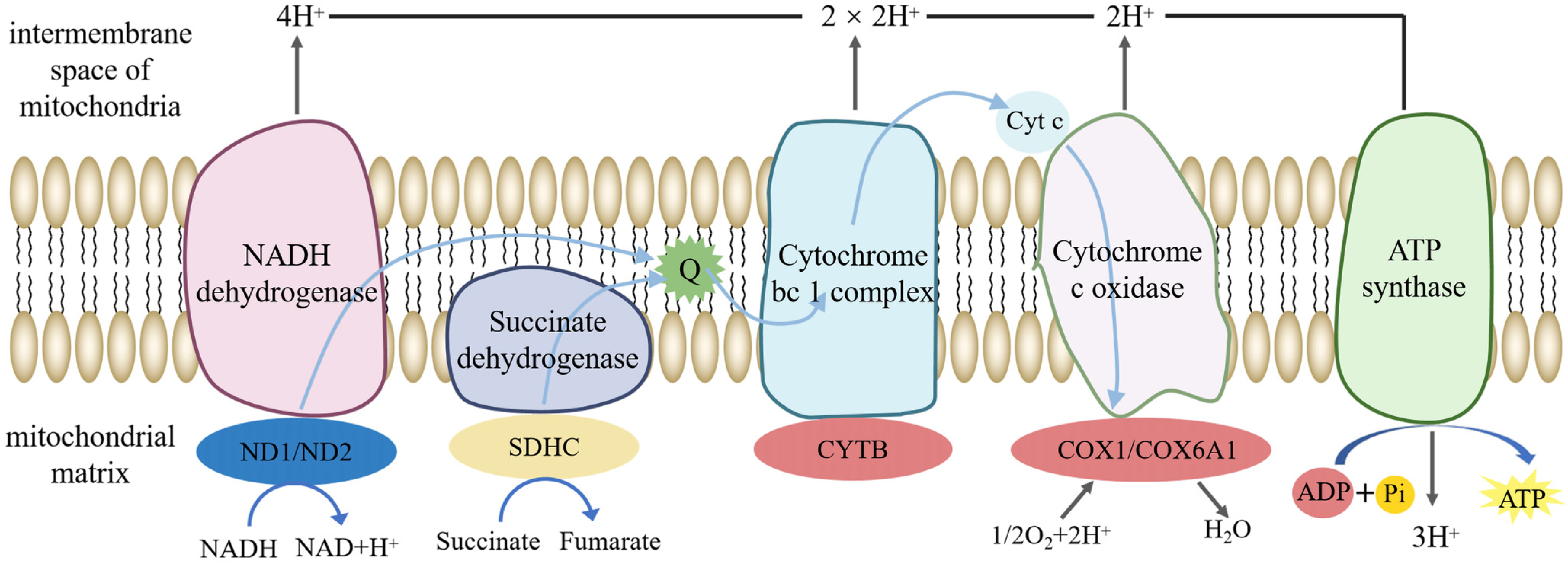 Animals 14 03672 g006