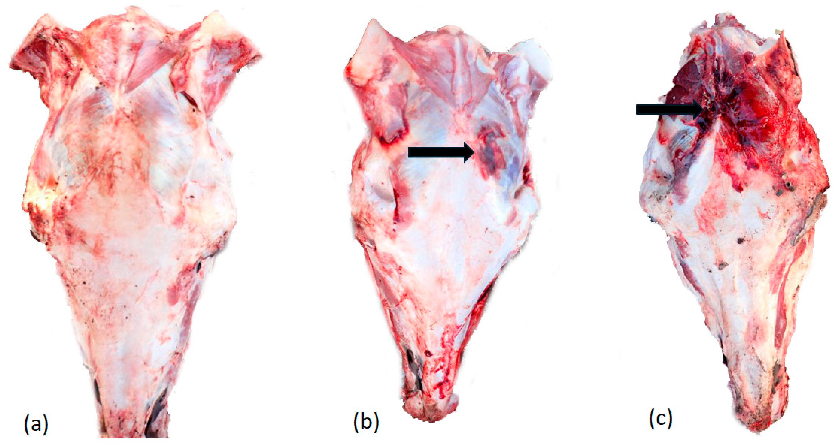 Animals 14 03673 g004