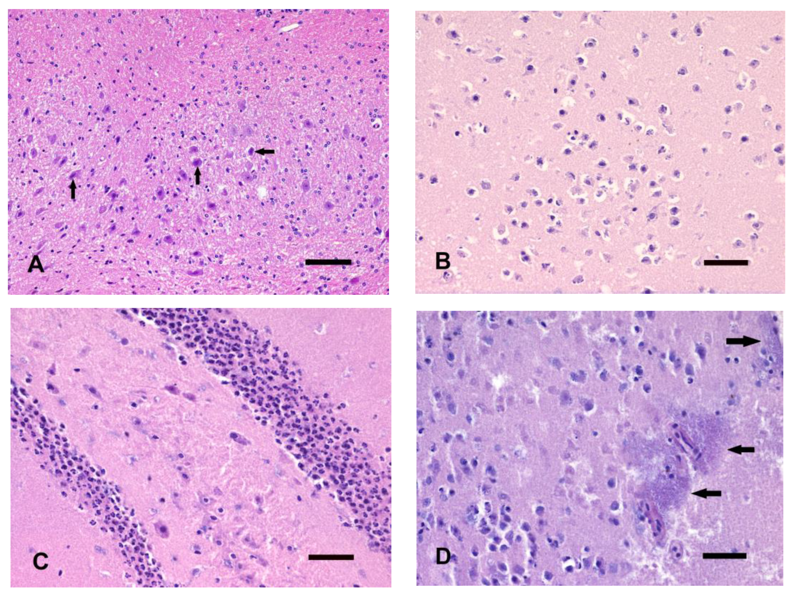 Animals 14 03676 g003