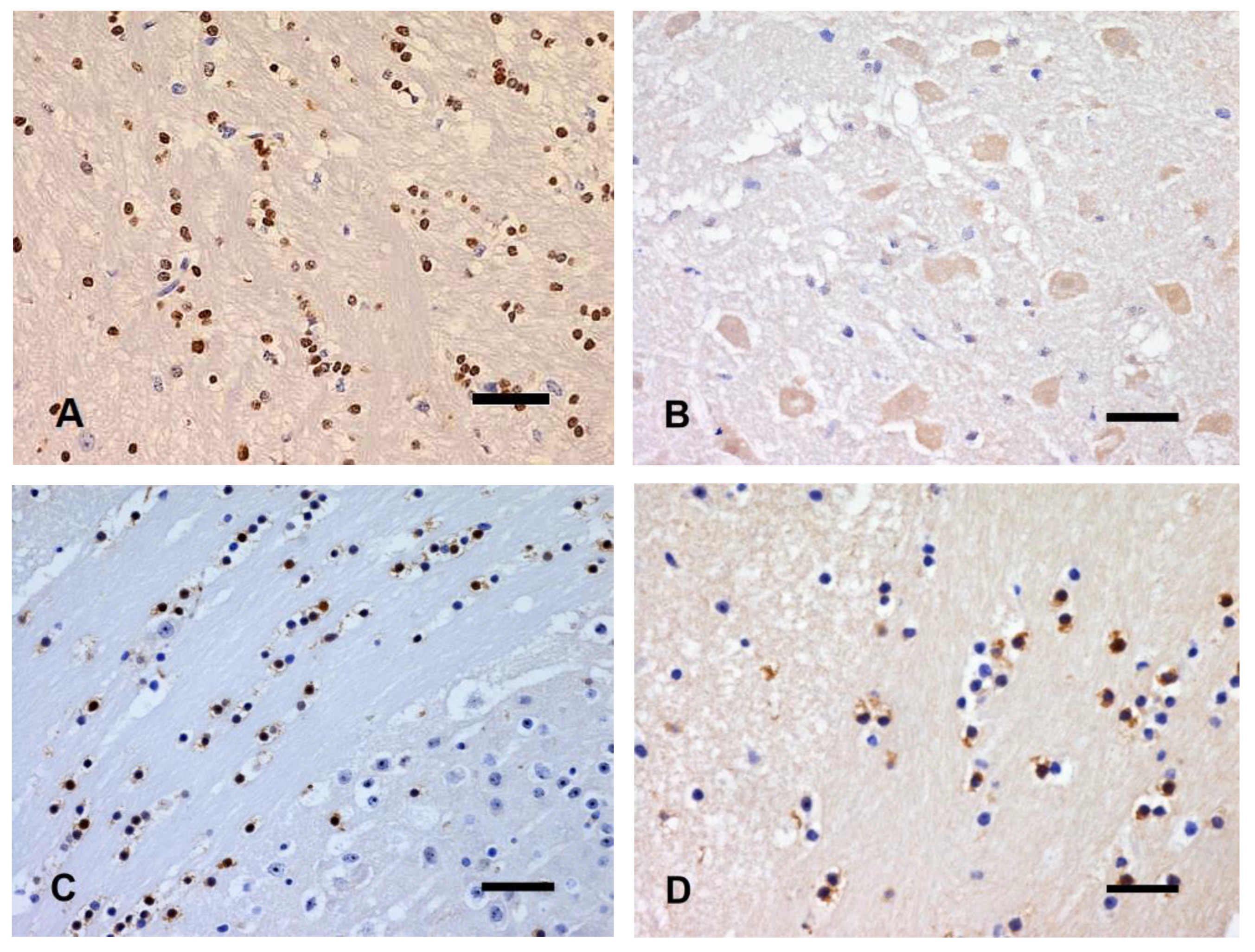 Animals 14 03676 g008