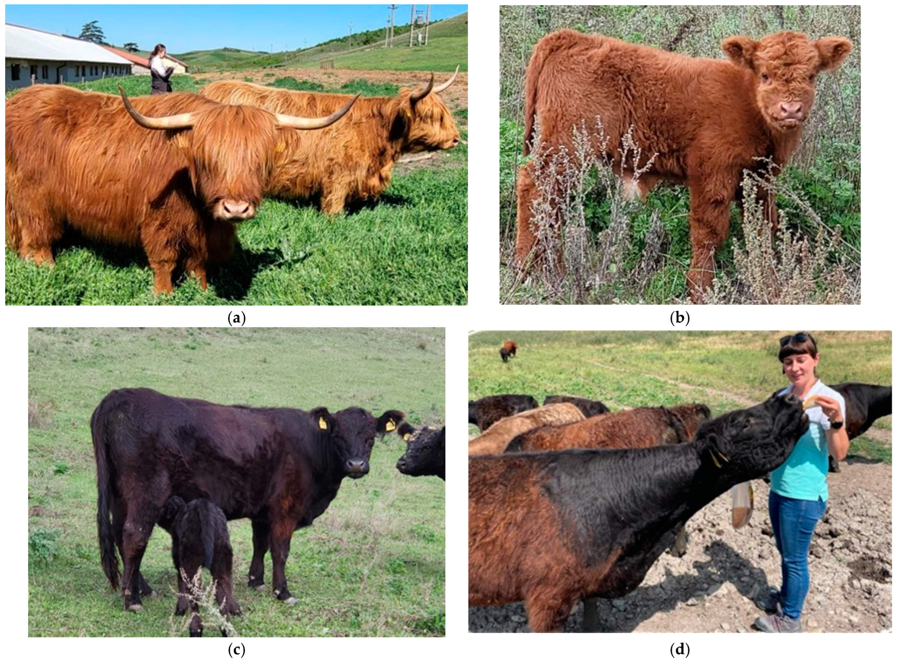 Animals 14 03686 g001