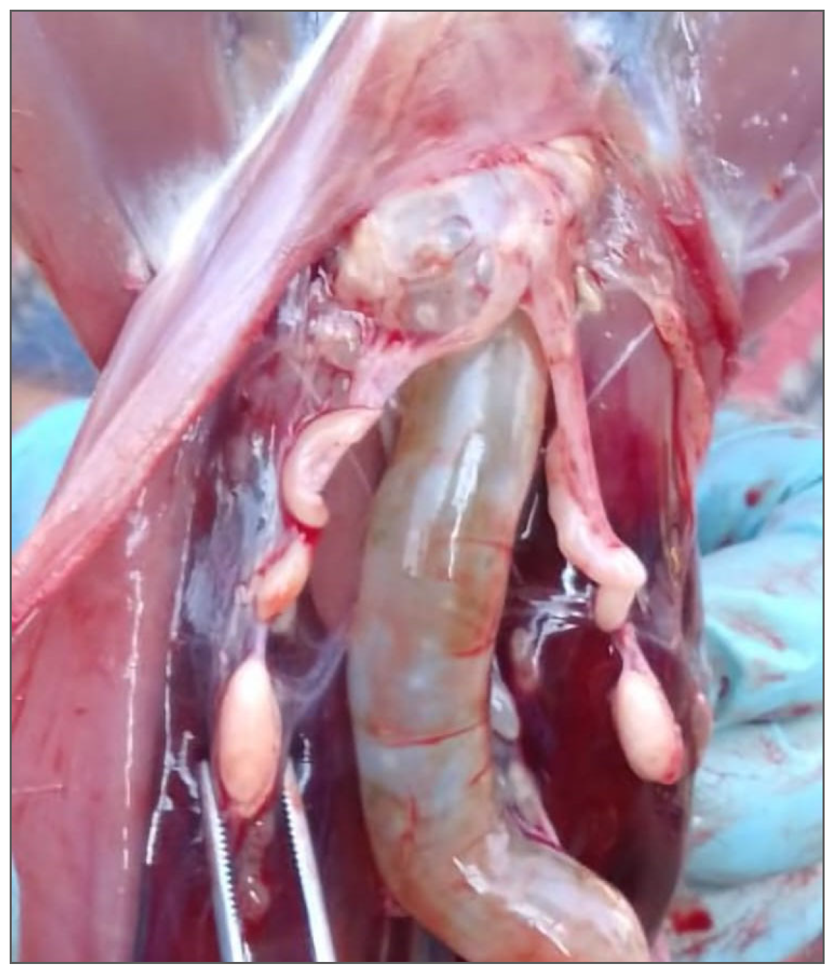 Animals 14 03690 g002