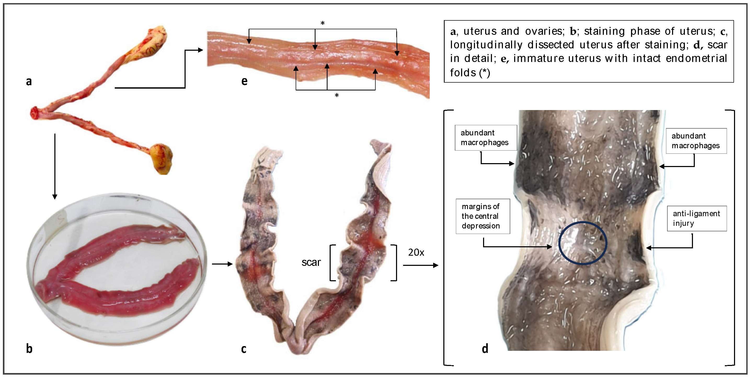 Animals 14 03690 g003