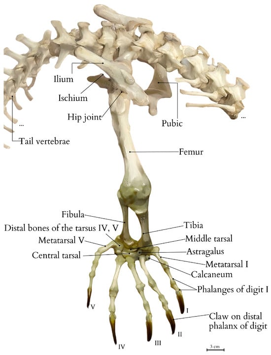 Animals 15 00035 g003