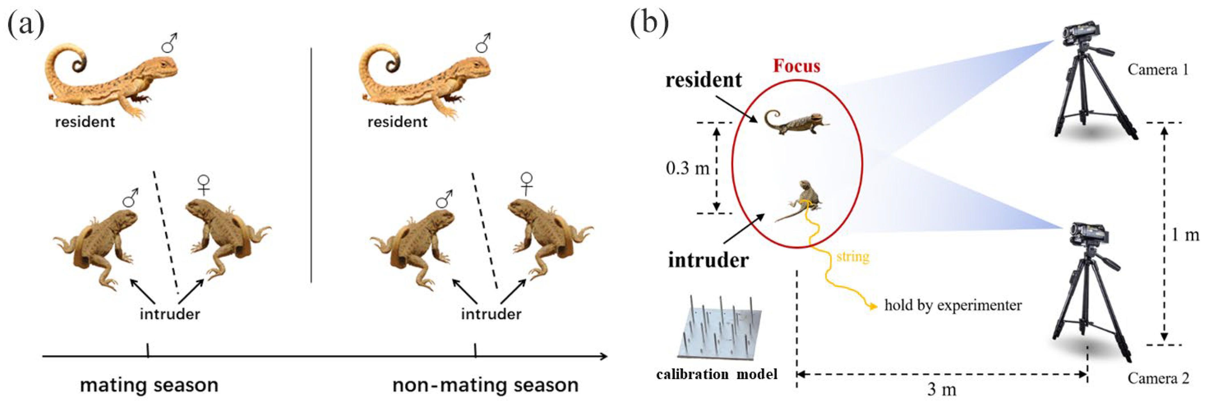 Animals 15 00038 g001