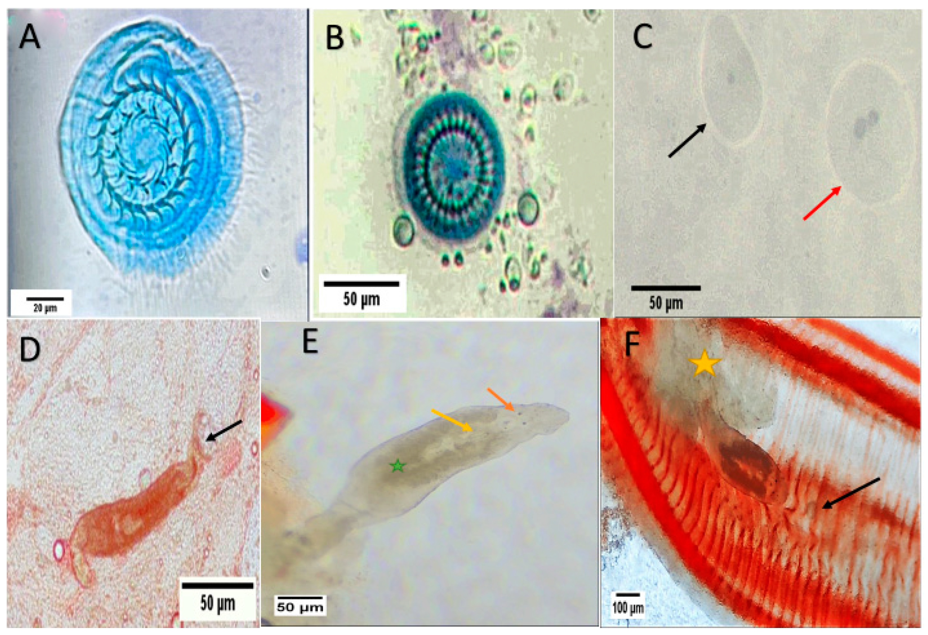 Animals 15 00039 g001