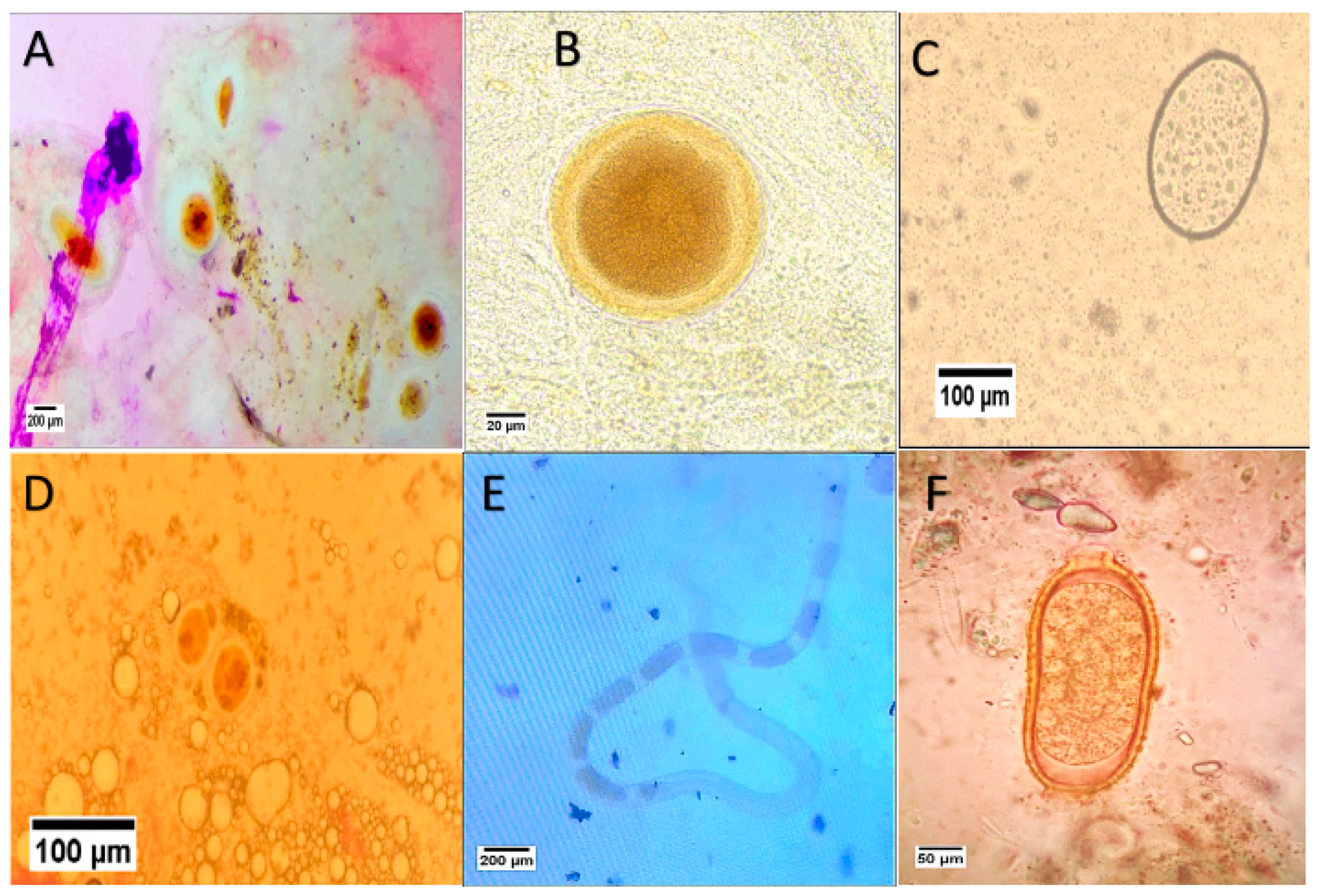 Animals 15 00039 g002