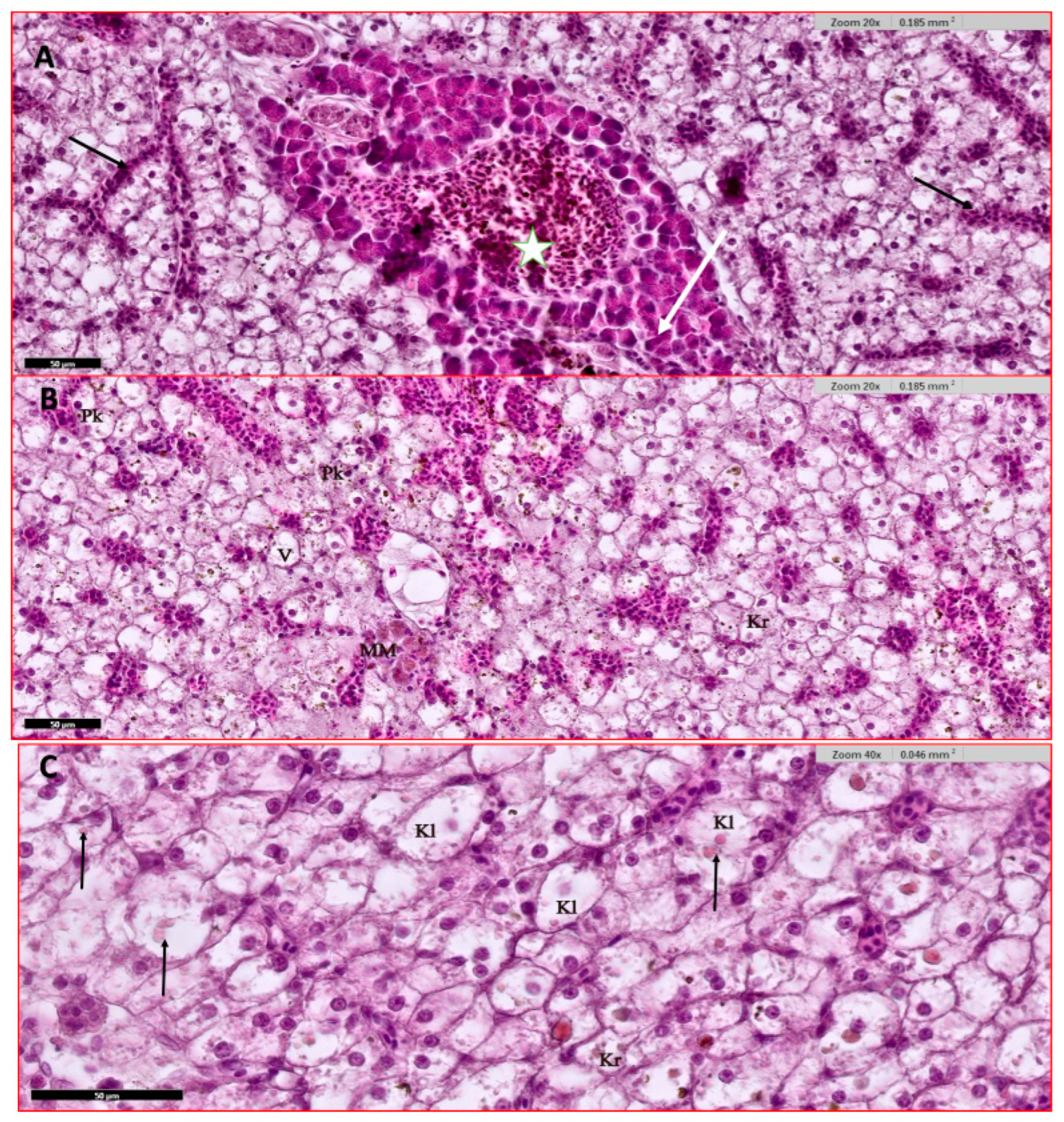 Animals 15 00039 g004