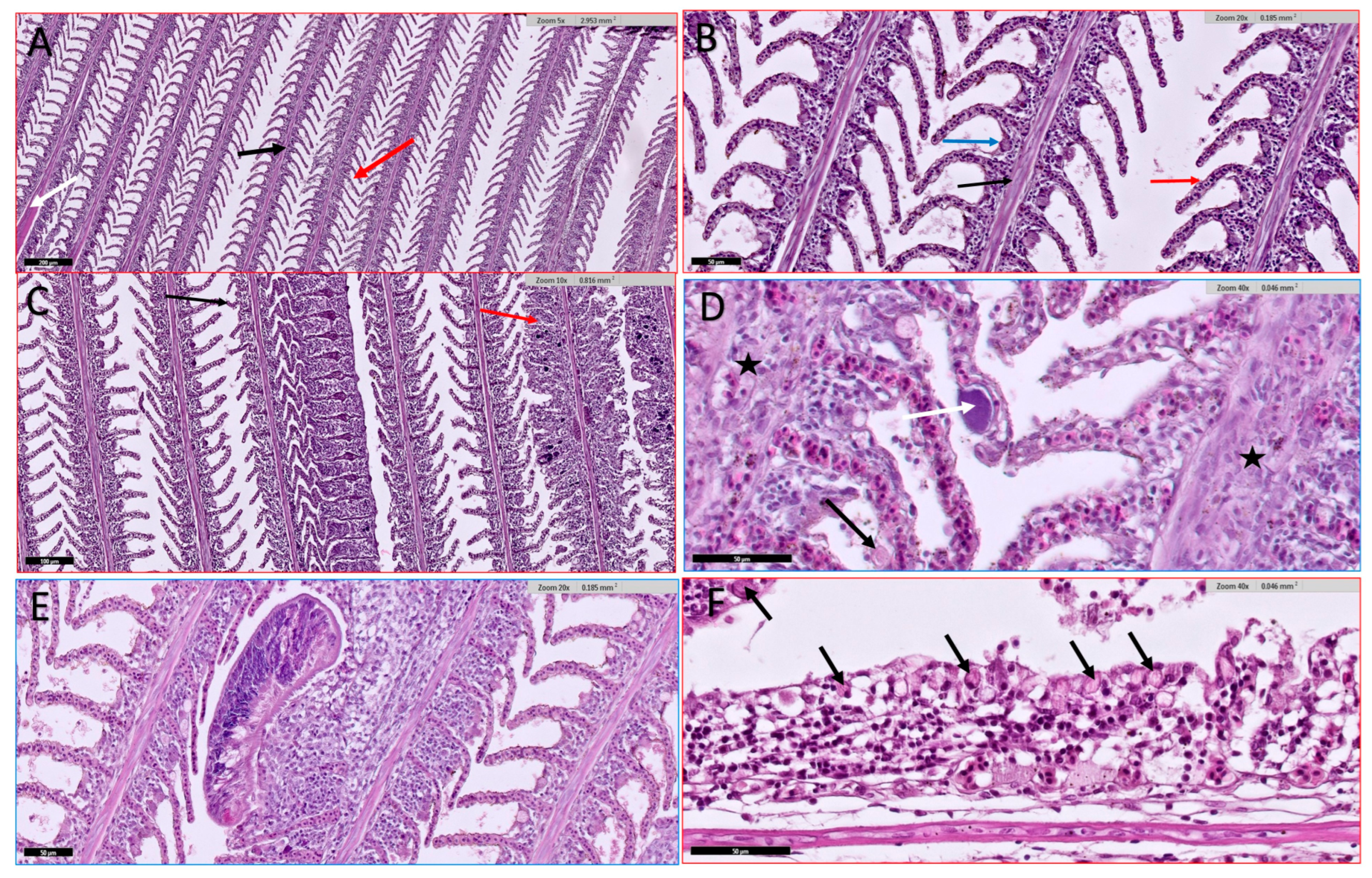 Animals 15 00039 g005
