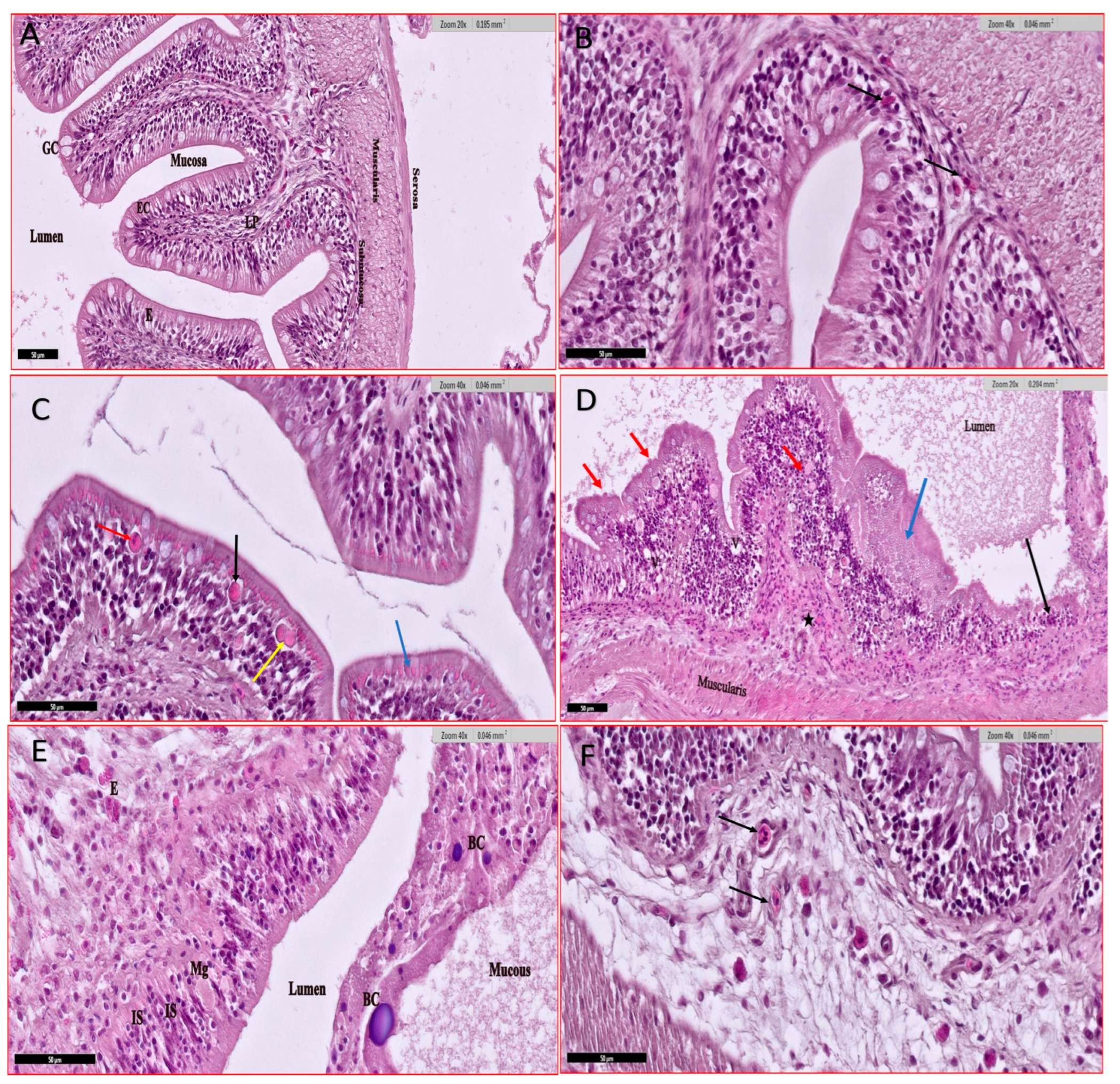 Animals 15 00039 g006