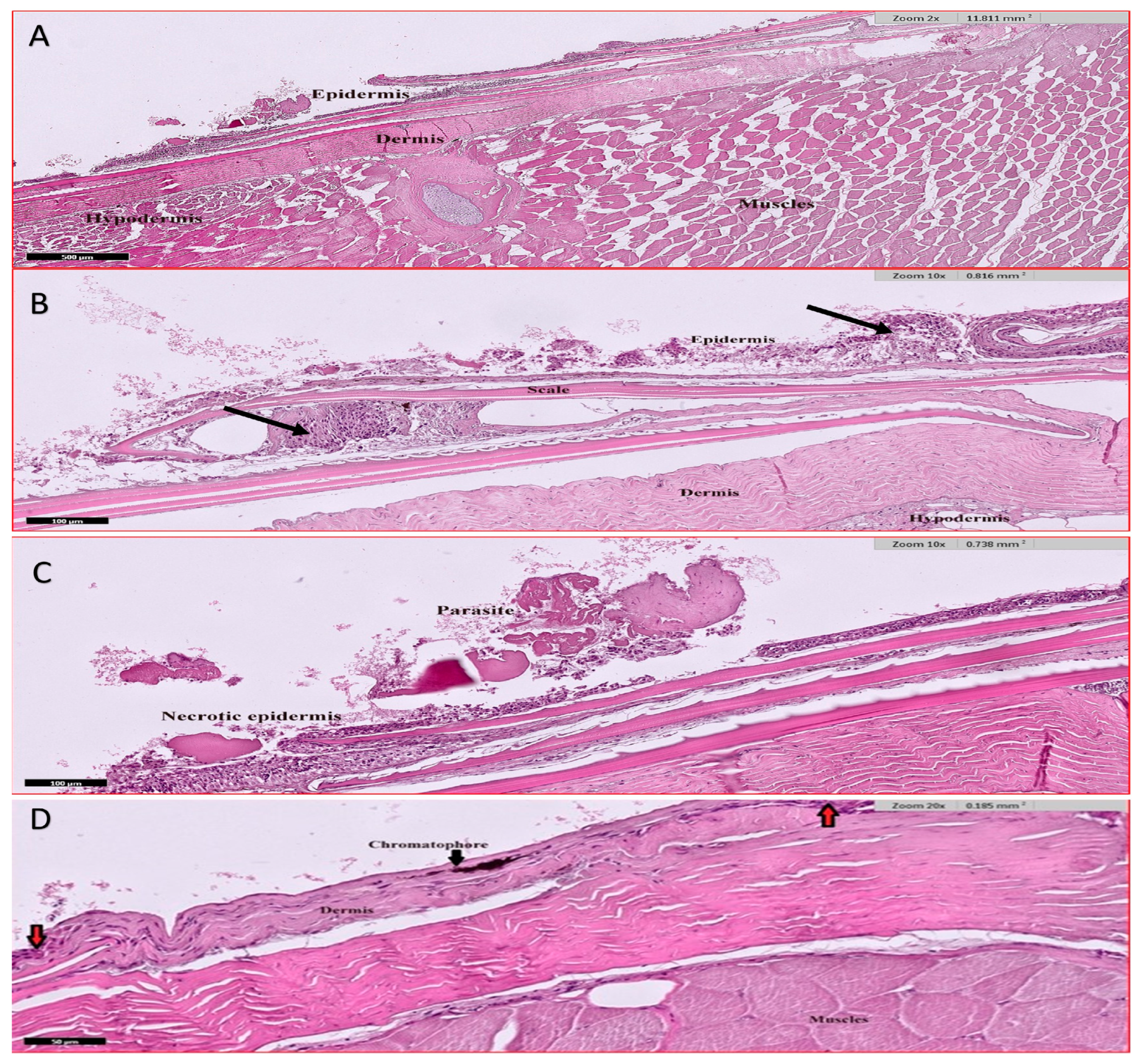 Animals 15 00039 g008