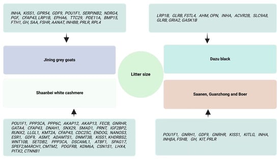 Animals 15 00082 g001