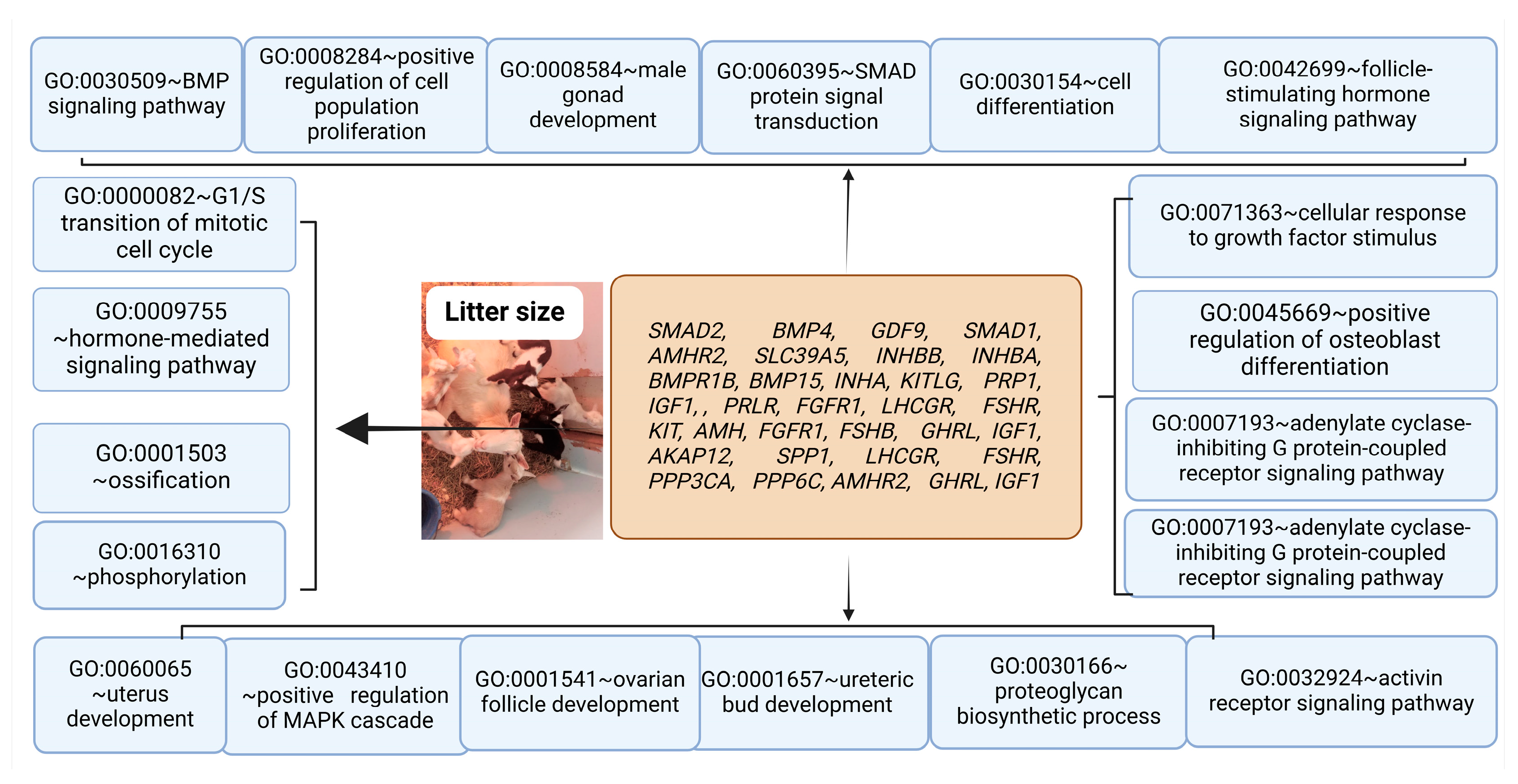 Animals 15 00082 g003