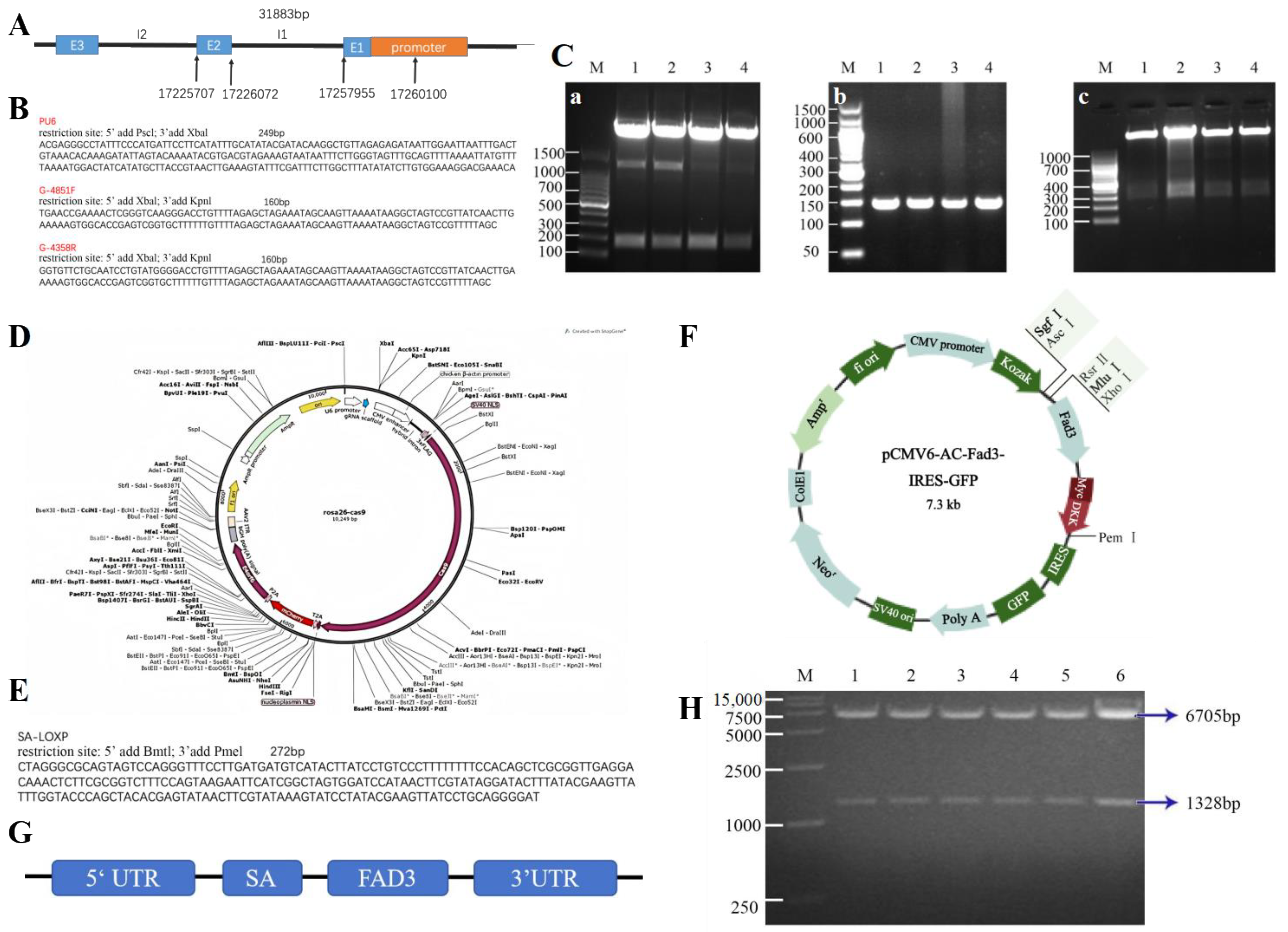 Animals 15 00093 g002