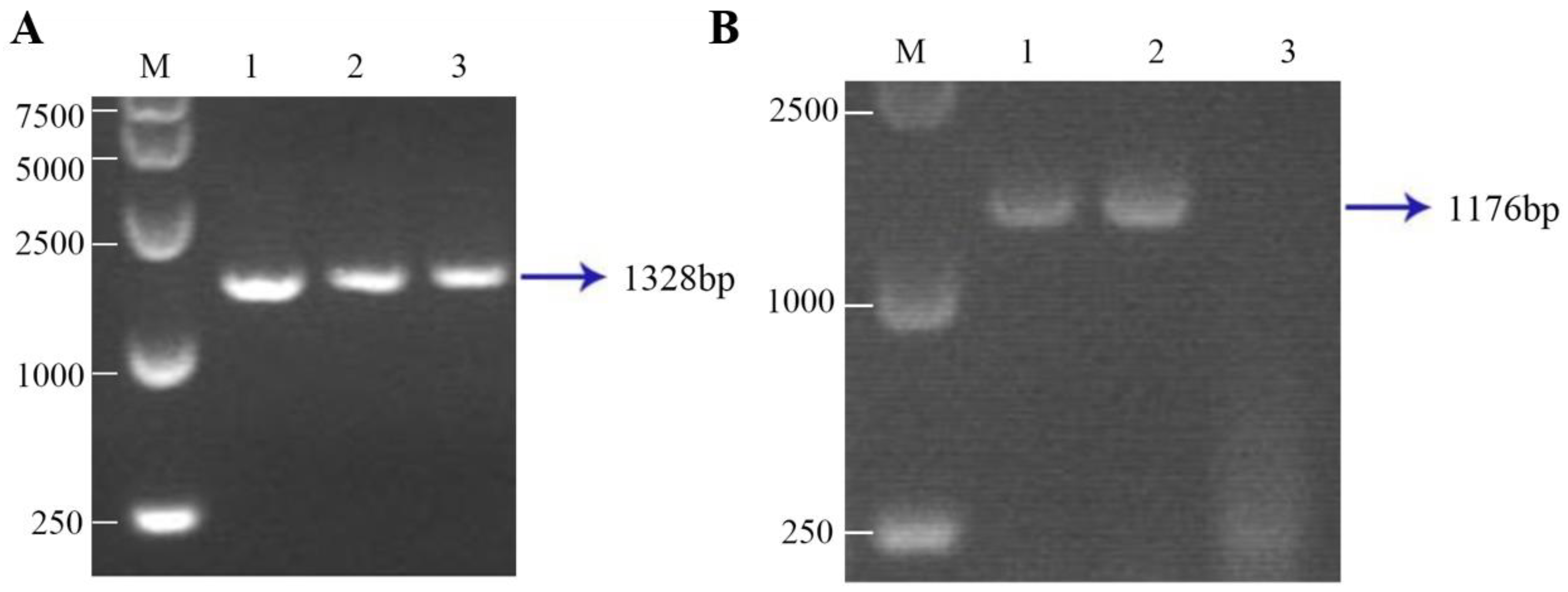 Animals 15 00093 g003