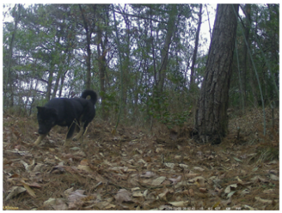 Animals 15 00095 i002