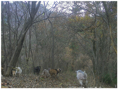 Animals 15 00095 i003