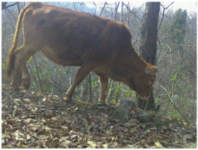 Animals 15 00095 i004