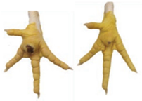 Animals 15 00127 i002 Animals 15 00127 i002