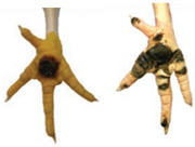 Animals 15 00127 i003 Animals 15 00127 i003